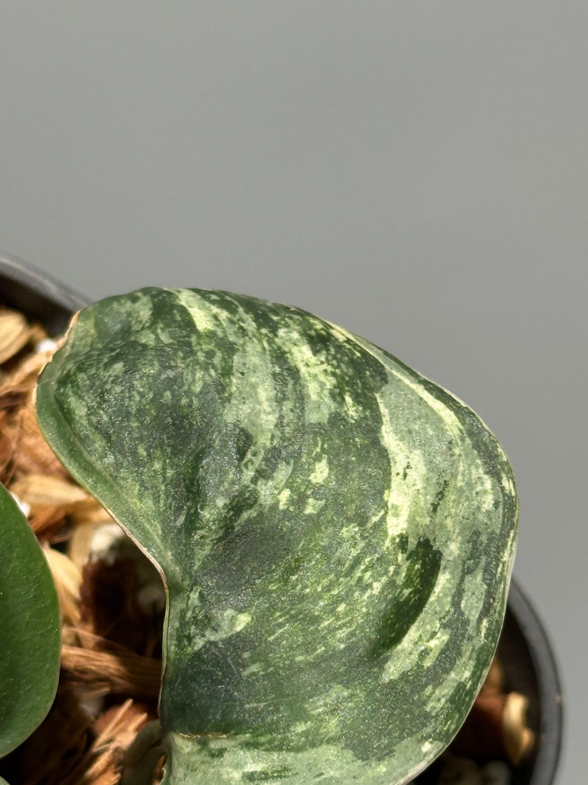 スキンダプサス シルバースプラッシュ ミューテーション/ Scindapsus Silver splash mutation  (3)