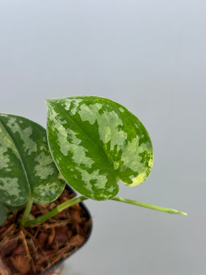 スキンダプサス バクダパティ / Scindapsus bakudapati (4)