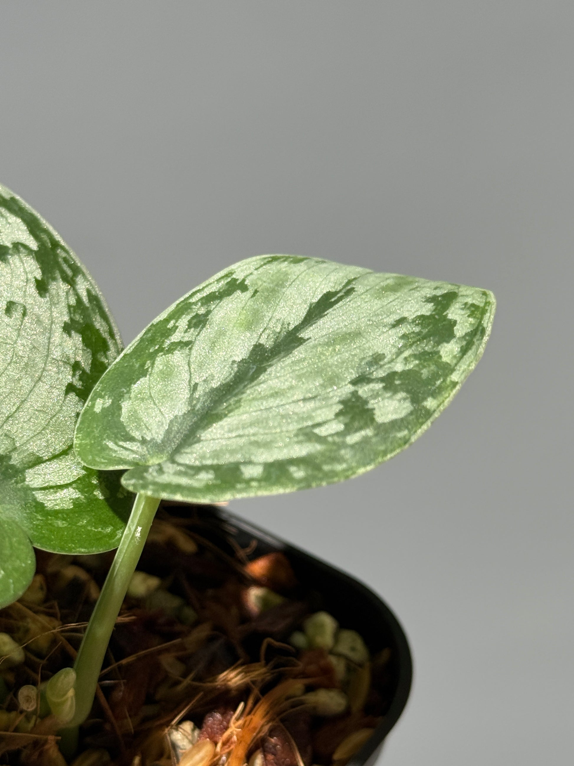 スキンダプサス ドラヤキ / Scindapsus Dorayaki (1)