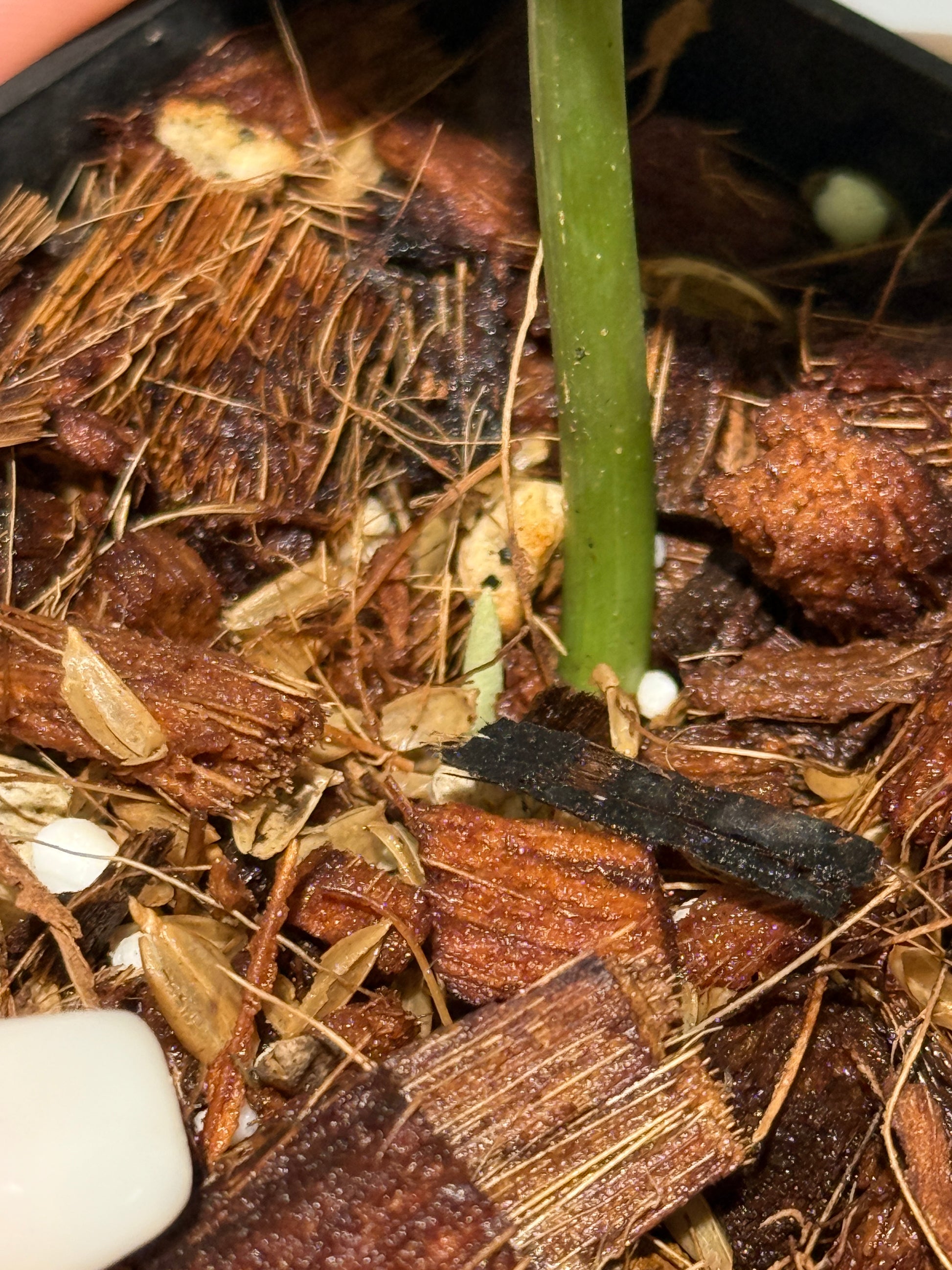 スキンダプサス バチコン  / Scindapsus Baticon (1)