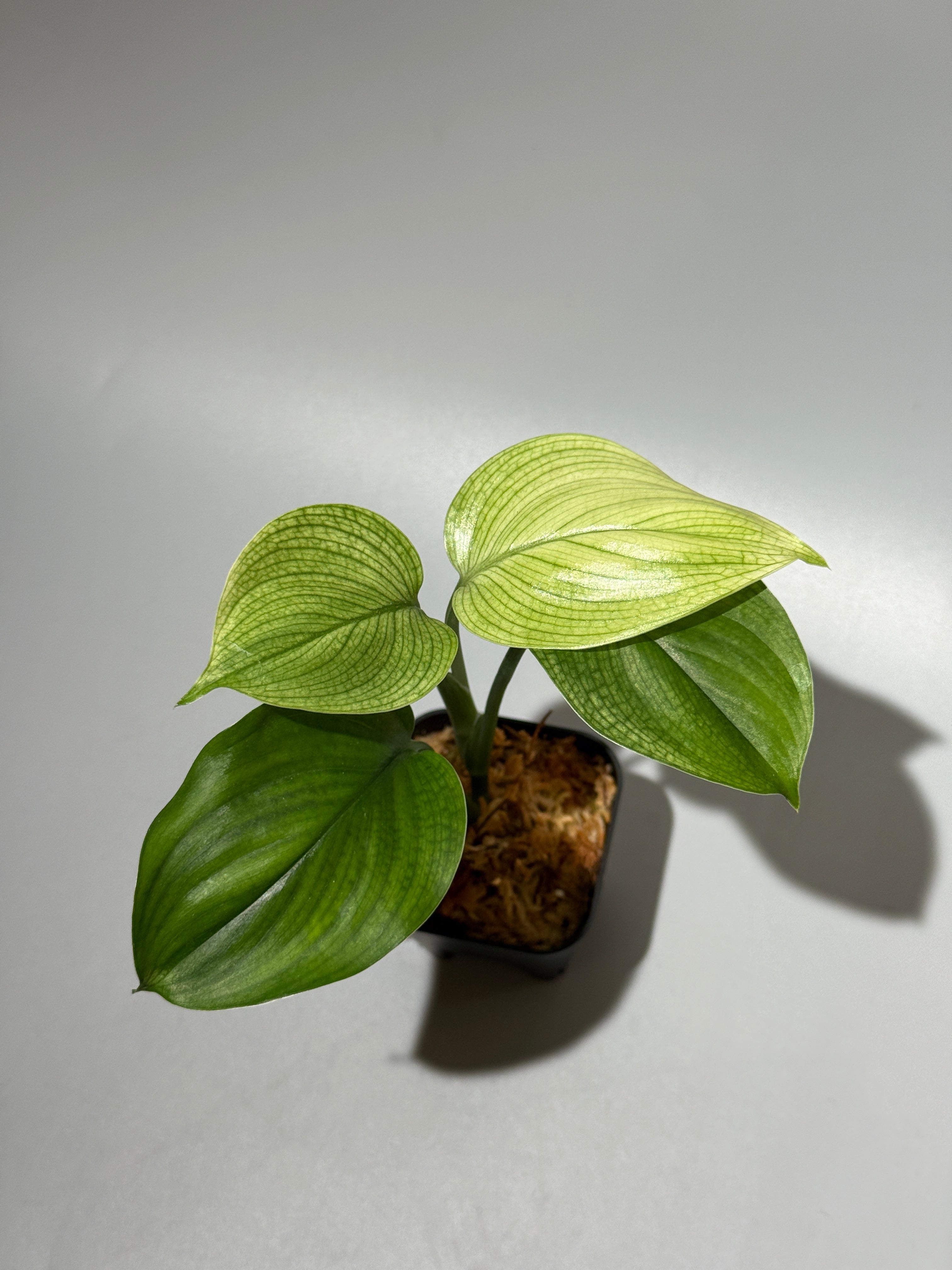 商品 – Page 3 – Nakayama-Plants
