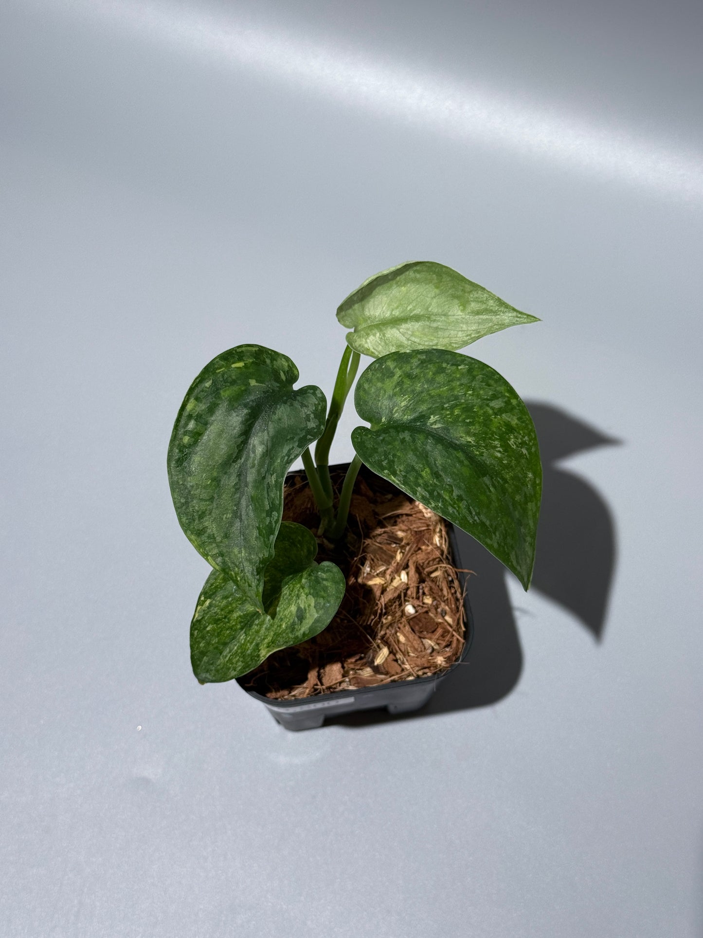 スキンダプサス レオパード / Scindapsus Leopard (2)