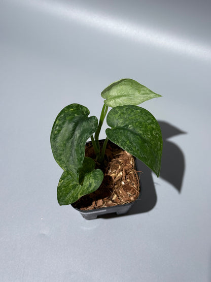 スキンダプサス レオパード / Scindapsus Leopard (2)