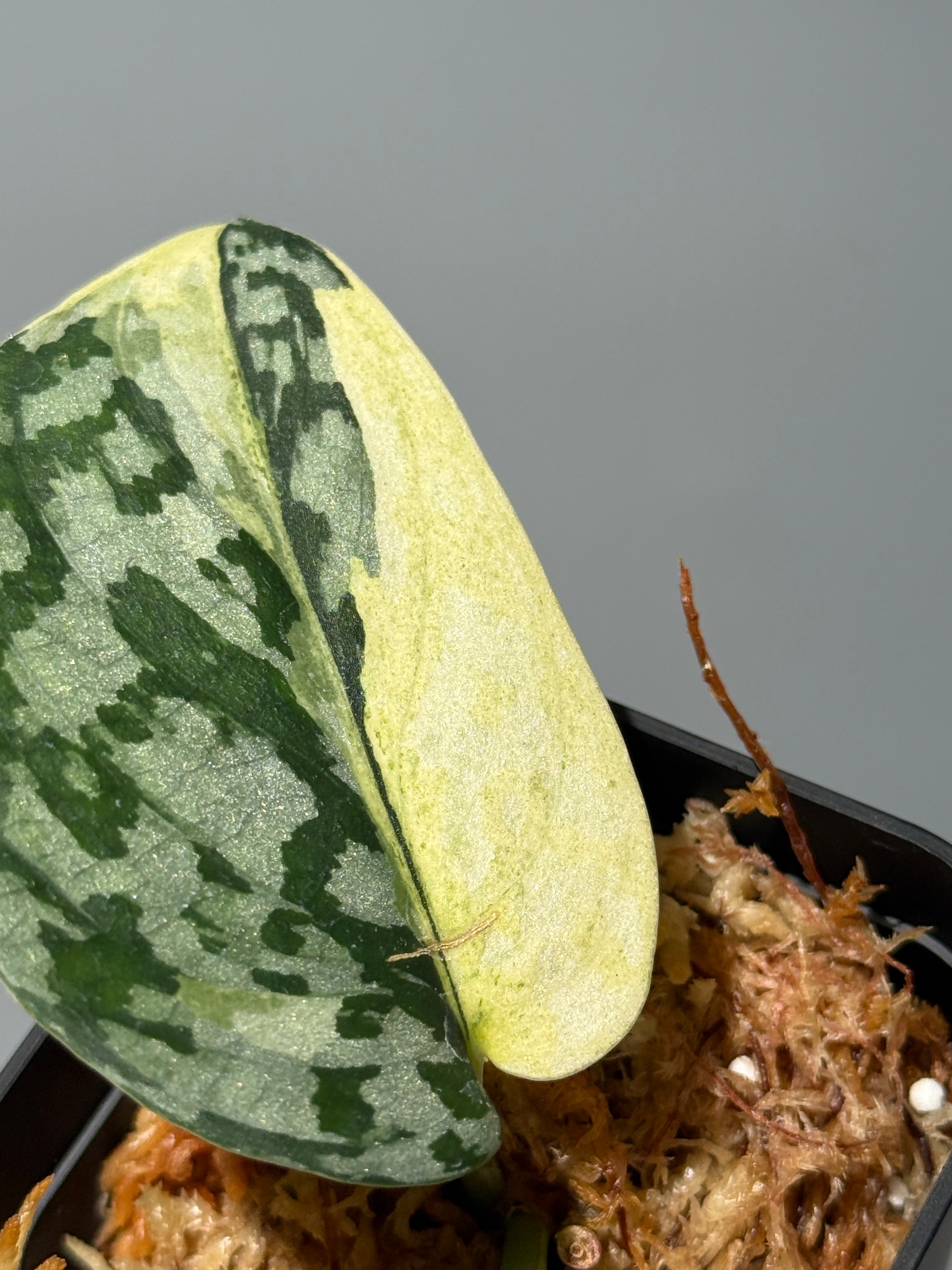スキンダプサス マハリカ / Scindapsus maharlika (1) – Nakayama-Plants