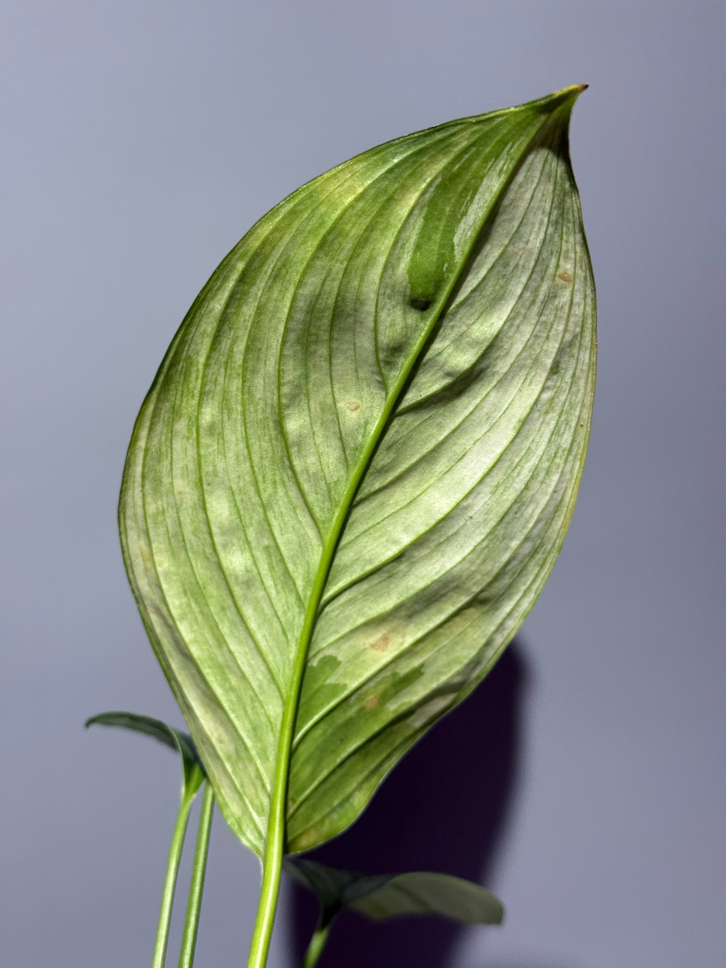 スキンダプサス ペラケンシス  / Scindapsus Perakensis (1)