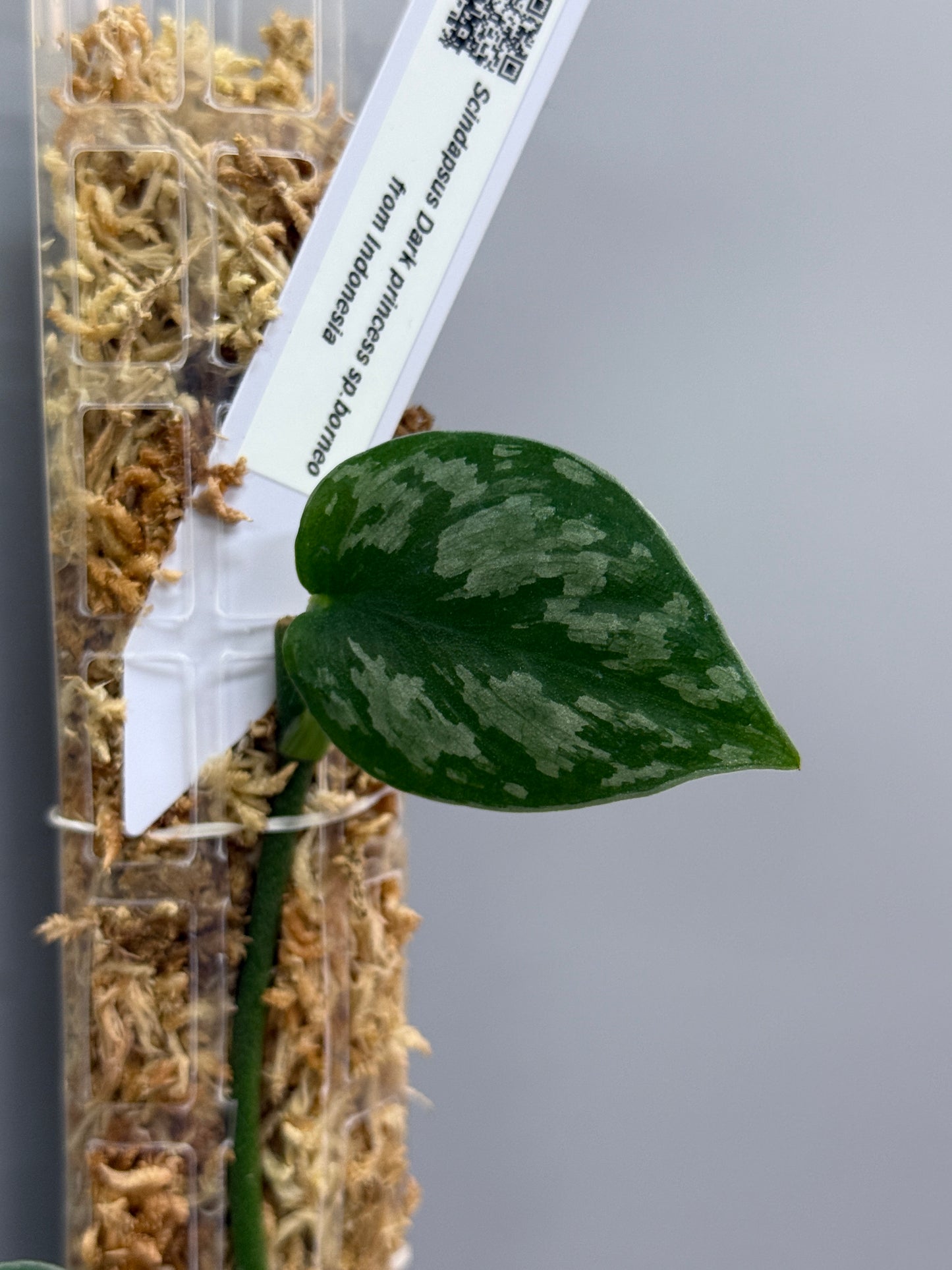 スキンダプサス ダークプリンセス / Scindapsus Dark princess (1)