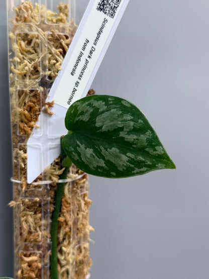 スキンダプサス ダークプリンセス / Scindapsus Dark princess (1)