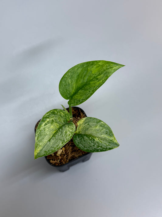 スキンダプサス サデワ トリカラー / Scindapsus sadewa tricolor (1)