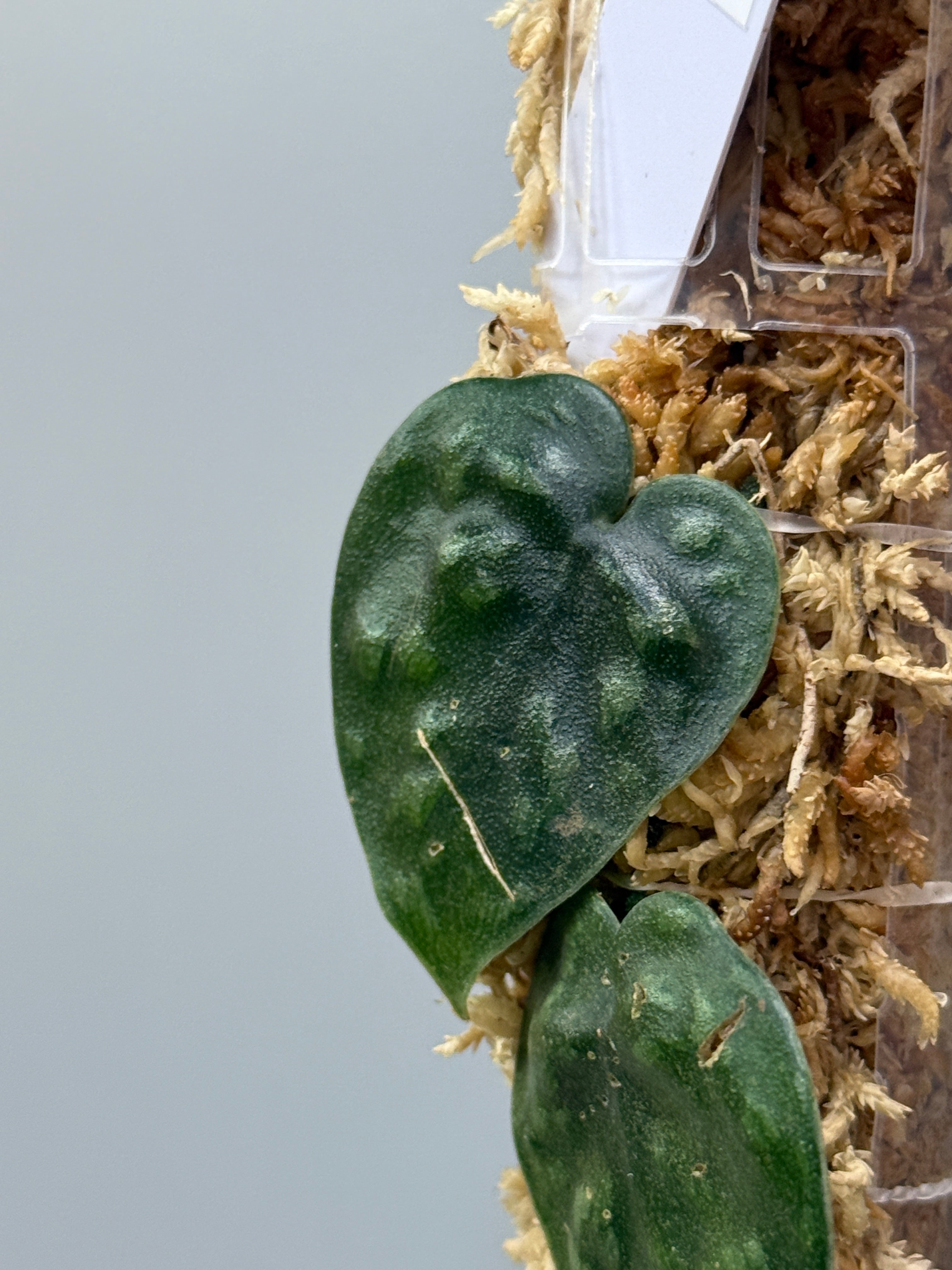 スキンダプサス ブラックマンバ / Scindapsus black mamba (3