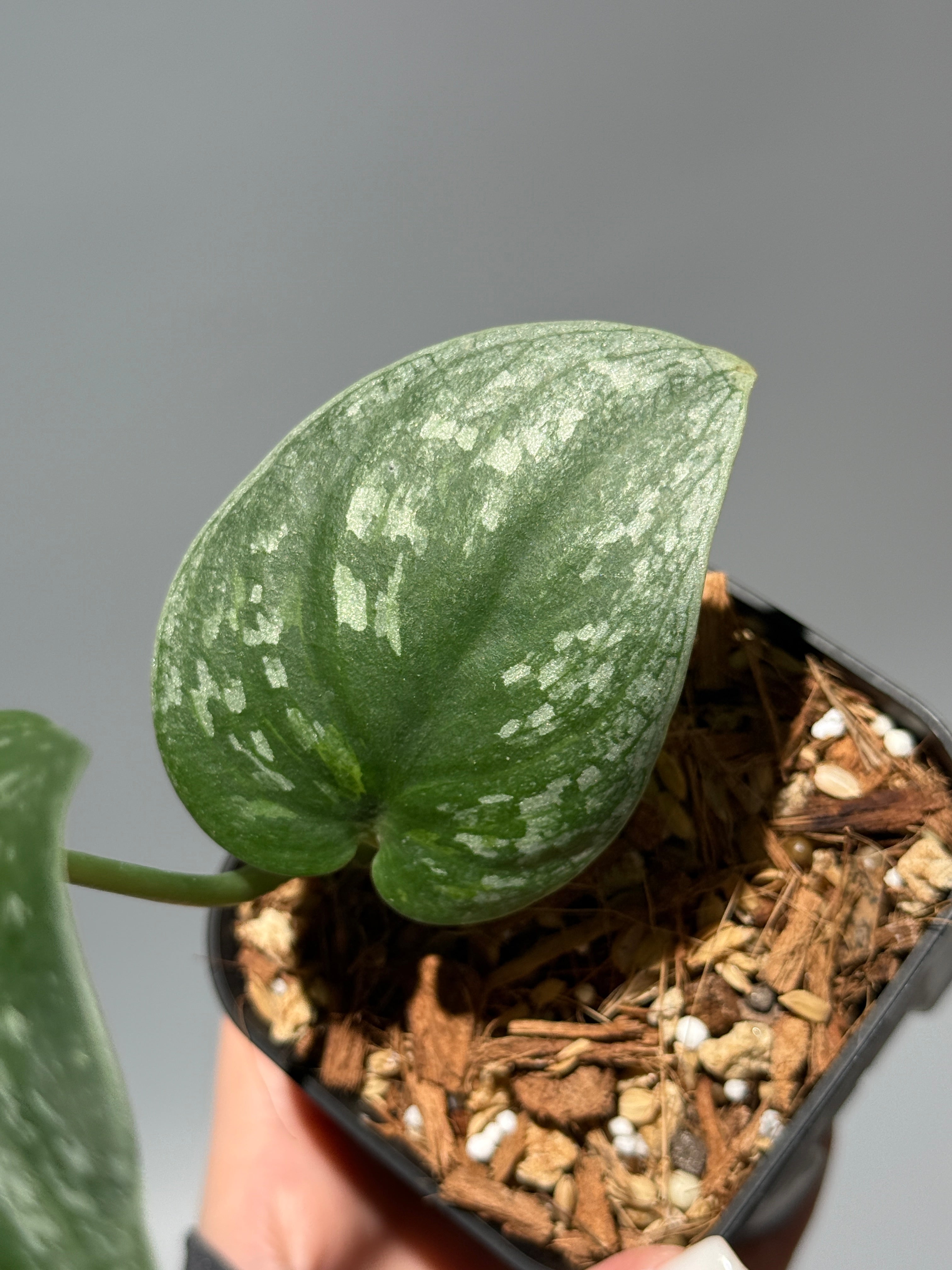 スキンダプサス グリーン ドラゴン / Scindapsus Green dorgon (1