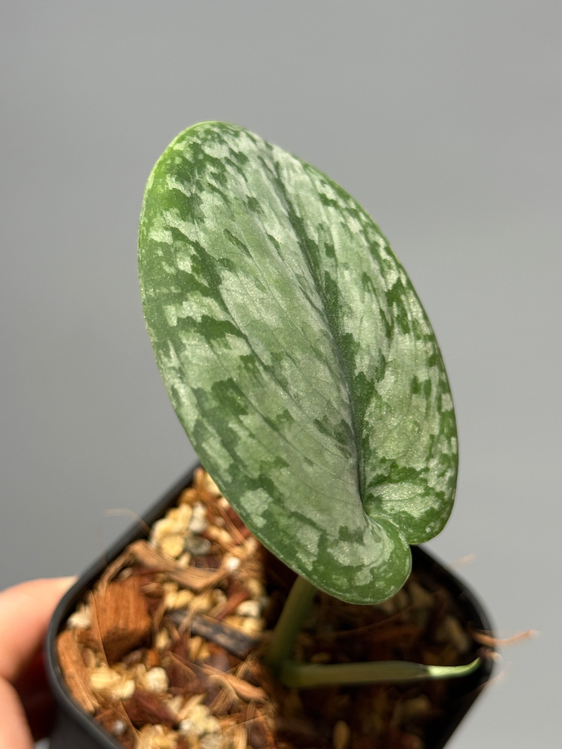 スキンダプサス sp.サラク / Scindapsus sp.salak (1)