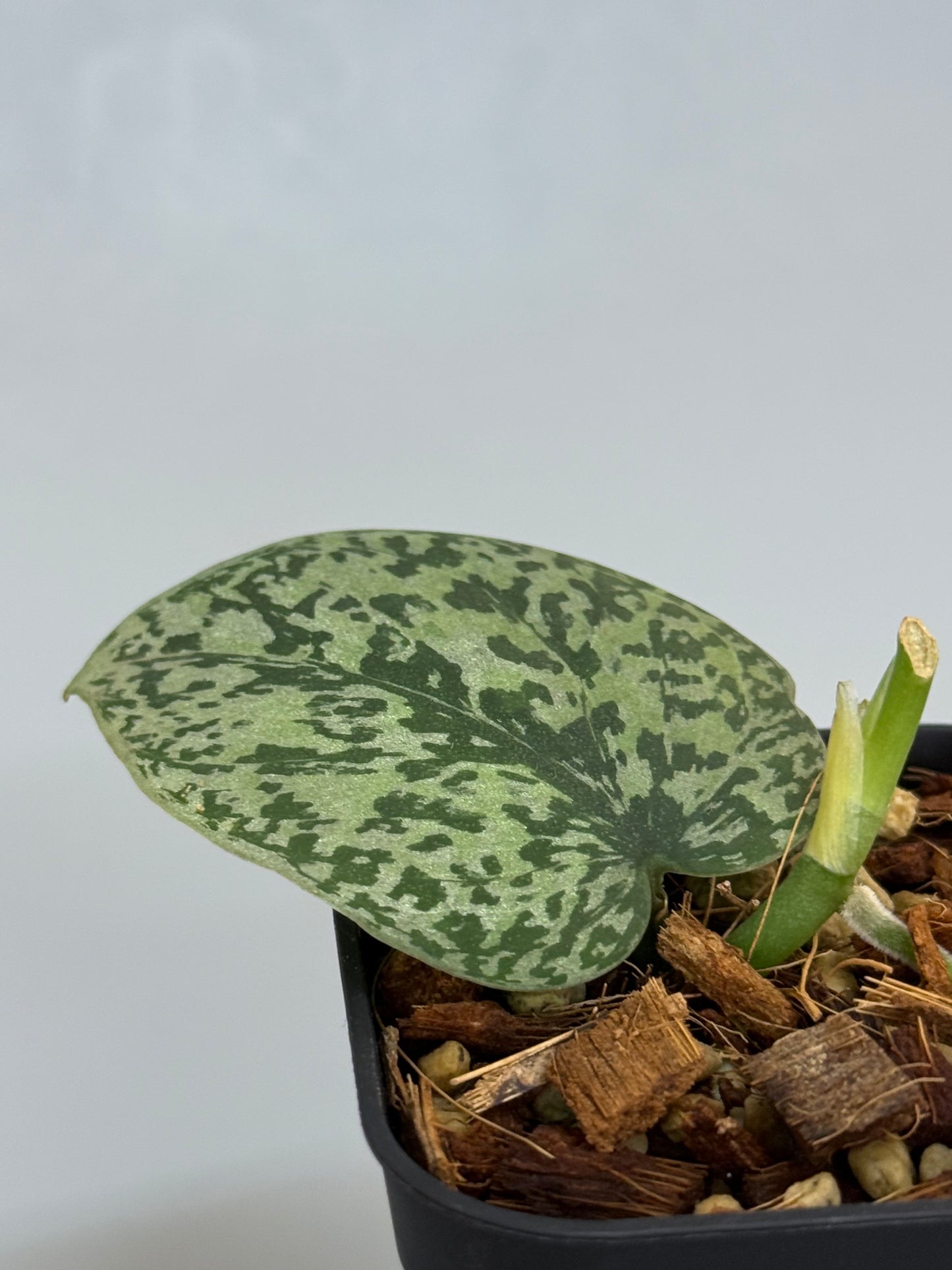 スキンダプサス トリカラー シルバー  / Scindapsus tricolor silver  (1)