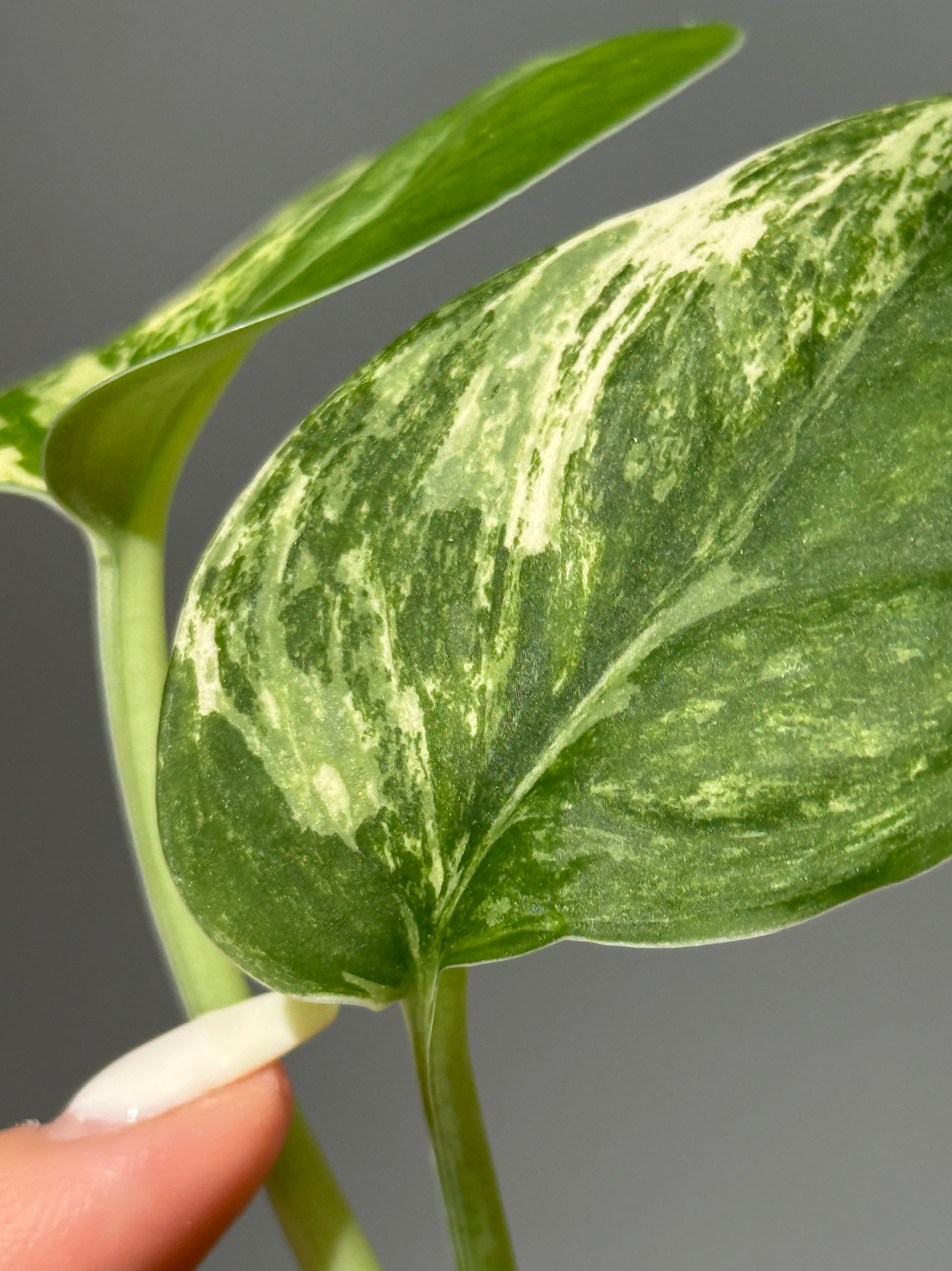 スキンダプサス シルバースプラッシュ ミューテーション/ Scindapsus Silver splash mutation  (3)