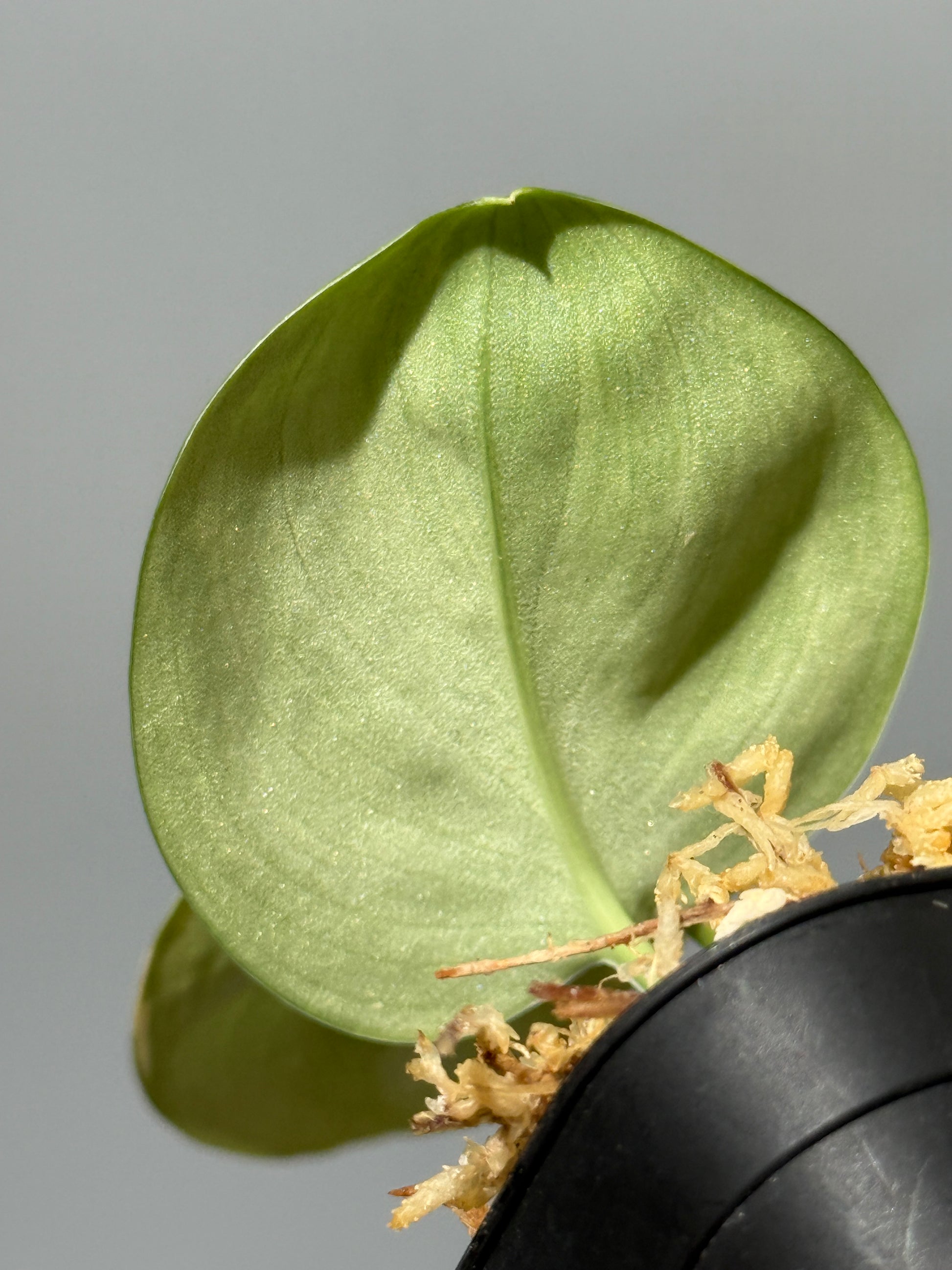 スキンダプサス ルビコン 斑入り  / Scindapsus Rubicon var.  (1)