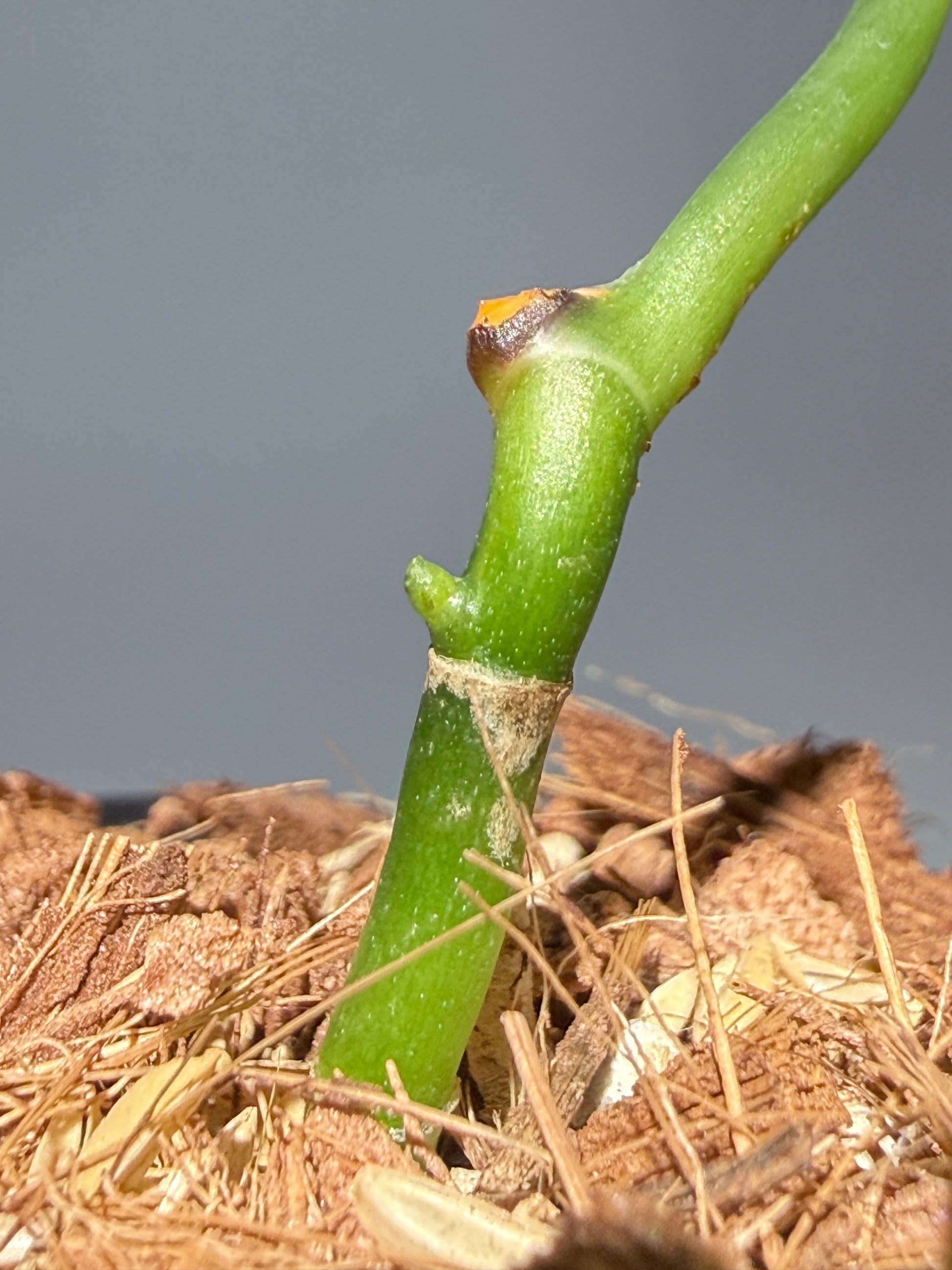 スキンダプサス レオパード / Scindapsus Leopard (1)