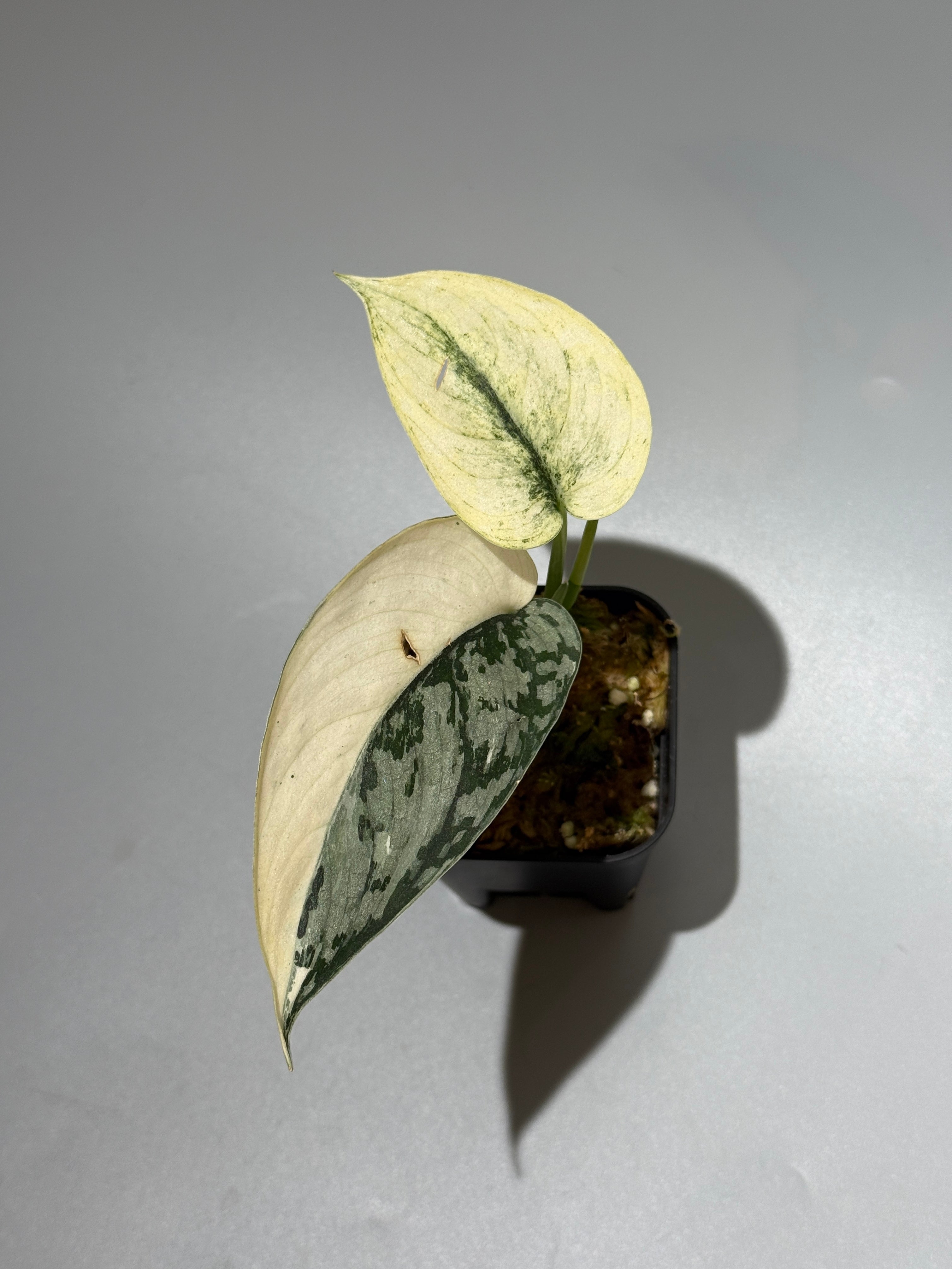 スキンダプサス マリポーサ / Scindapsus Mariposa(1) – Nakayama-Plants