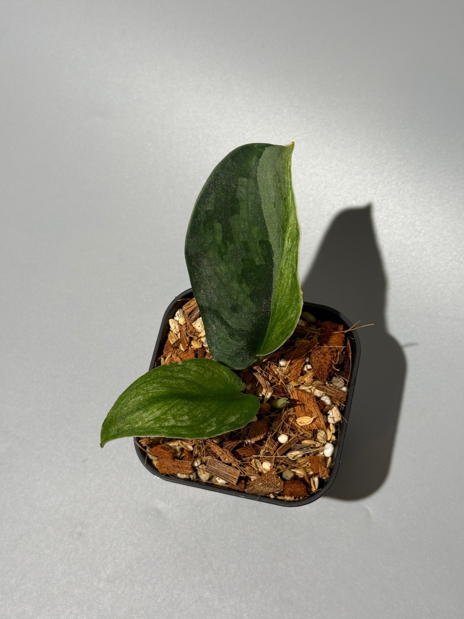 スキンダプサス パイソン / Scindapsus Python (1)
