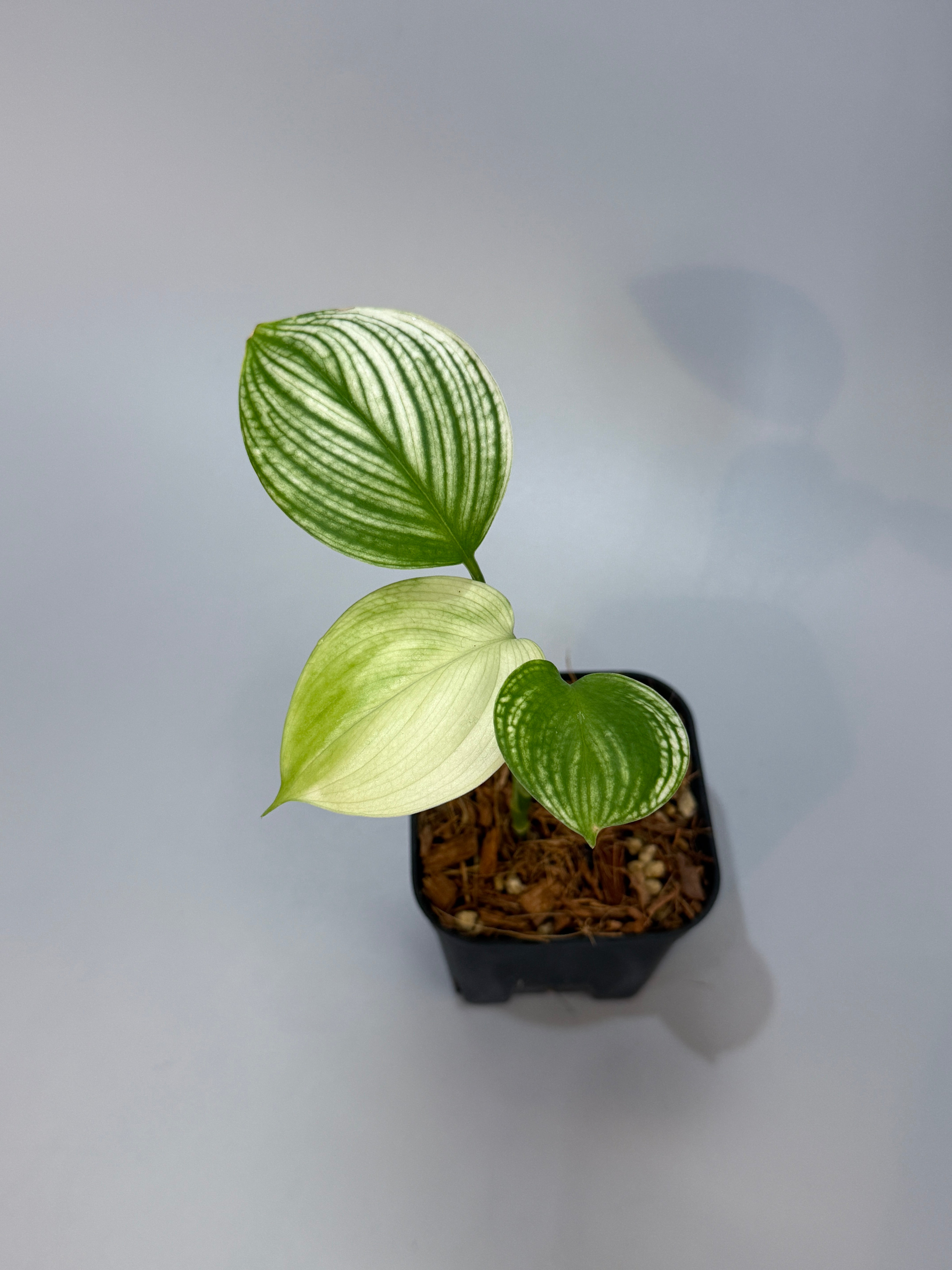 スキンダプサス ホワイトモンスター / Scindapsus whitemonster (6