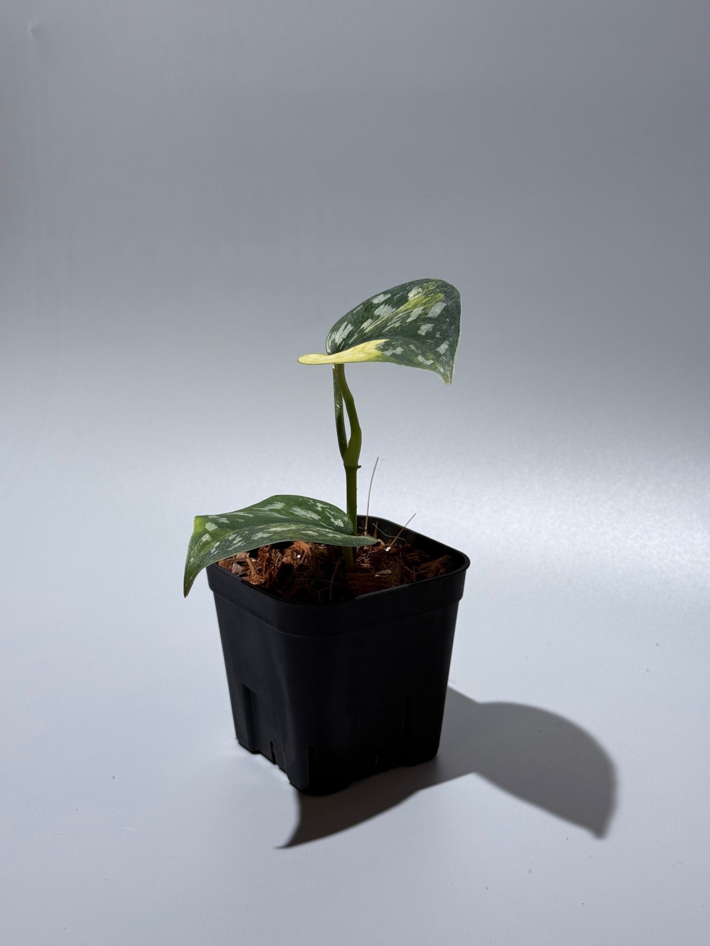 スキンダプサス マラフヨ / Scindapsus Marahuyo (1)