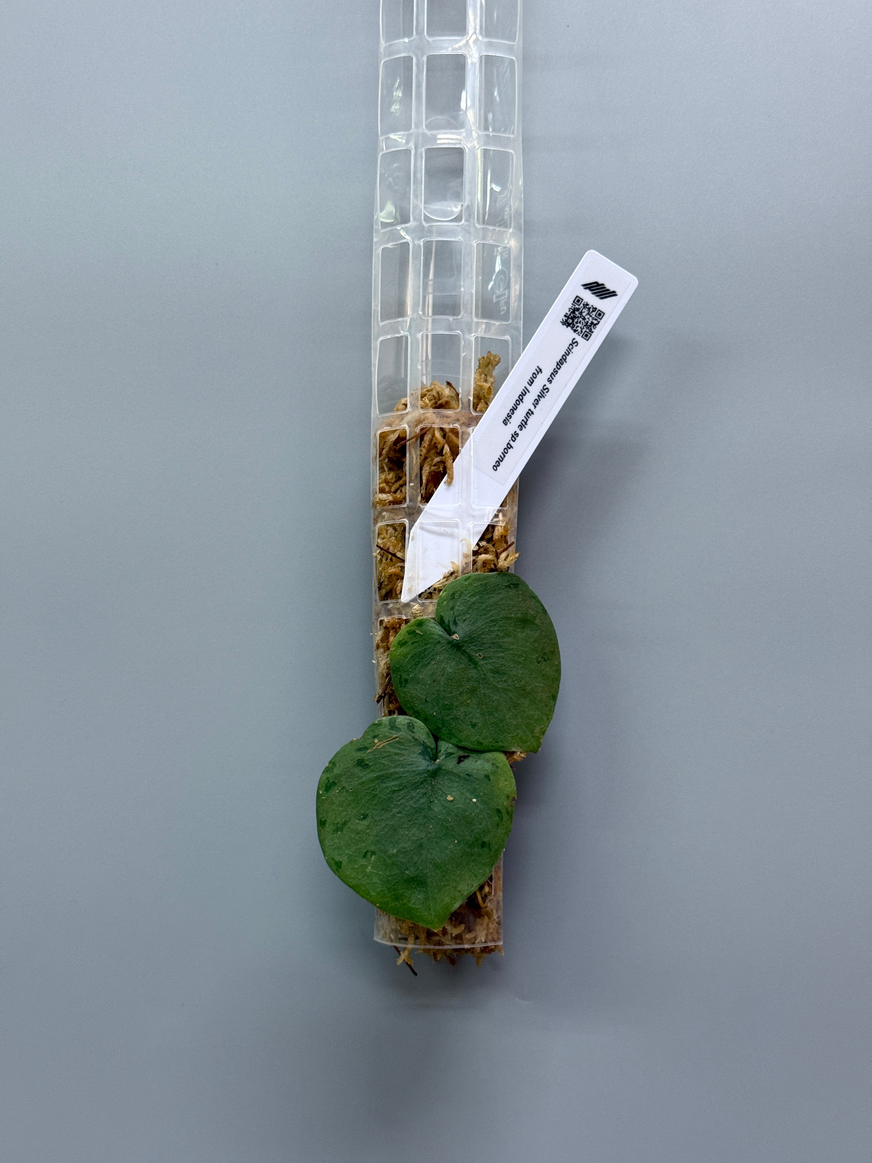 スキンダプサス シルバー タートル / Scindapsus Silver turtle (1