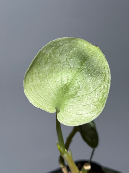 スキンダプサス ドラヤキ / Scindapsus Dorayaki (1)