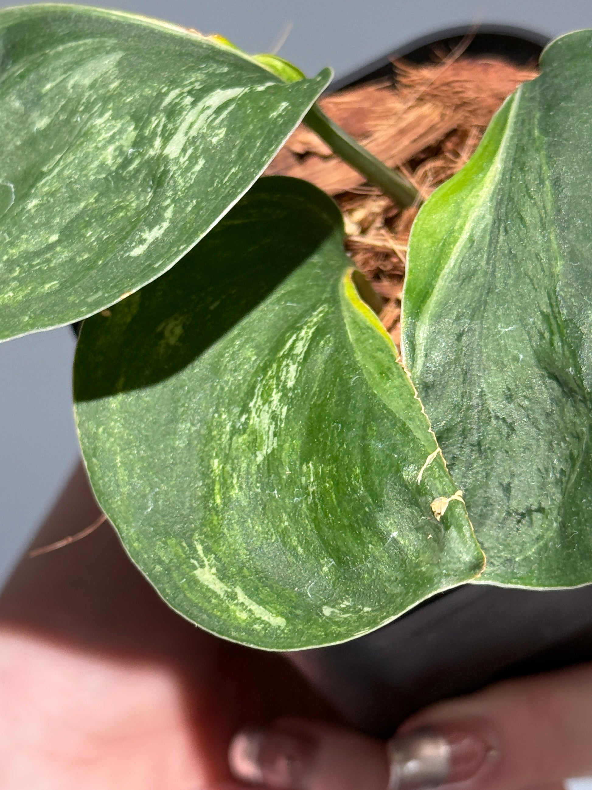 スキンダプサス シルバースプラッシュ ミューテーション/ Scindapsus Silver splash mutation  (1)