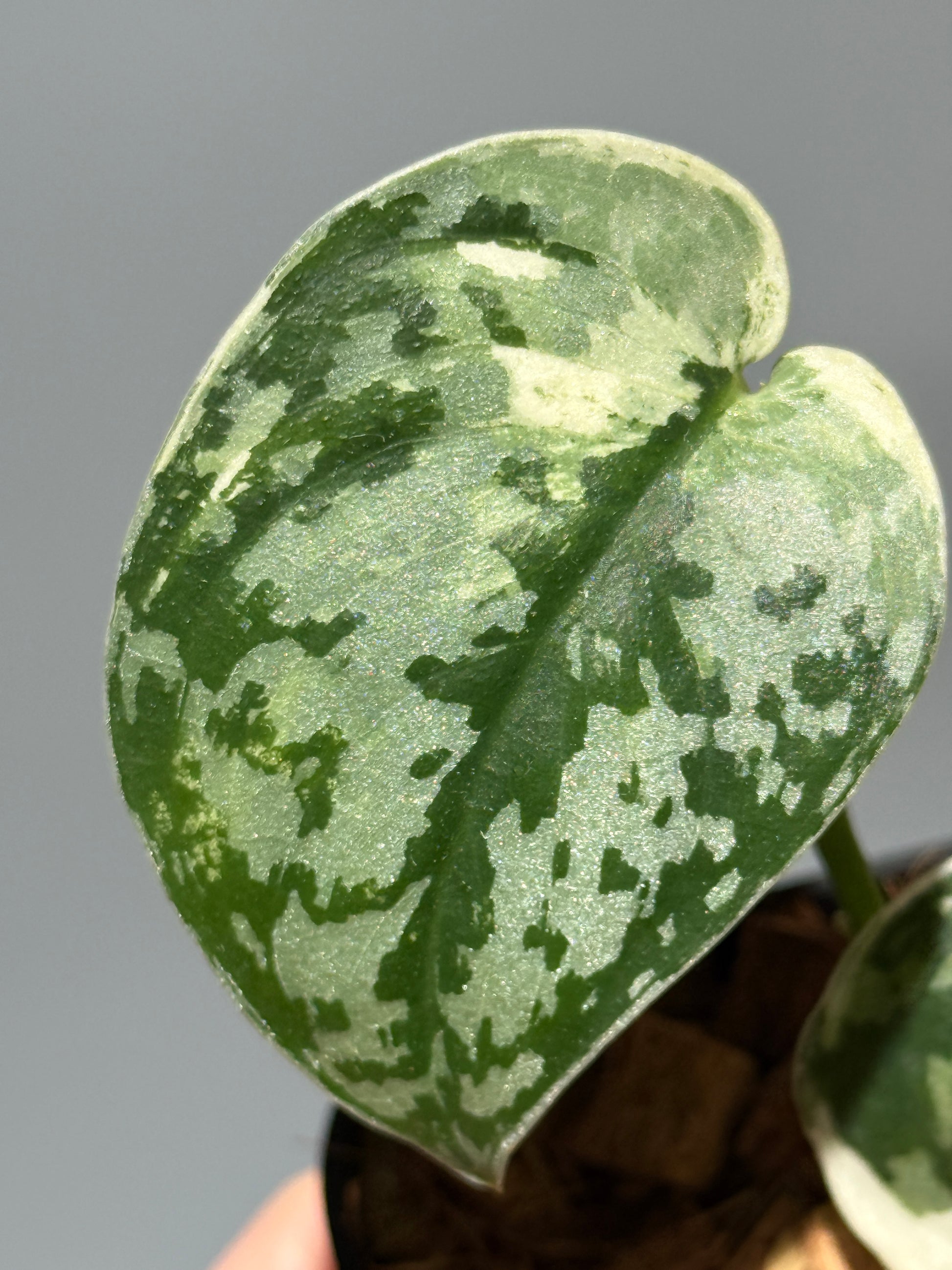 スキンダプサス マヤリ / Scindapsus mayari (1)