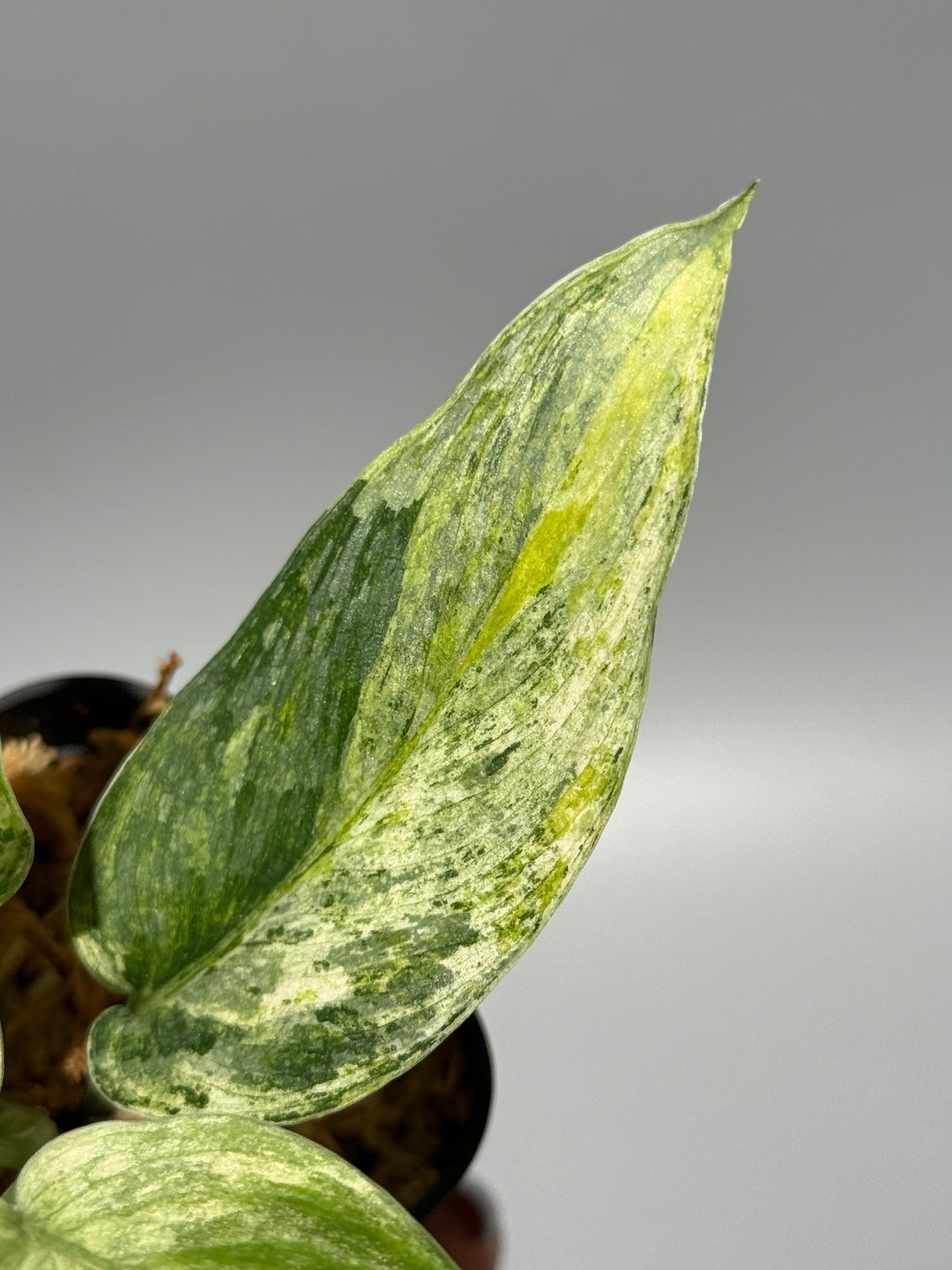 スキンダプサス シリワンギ トリカラー  / Scindapsus Siliwangi tricolor (1)