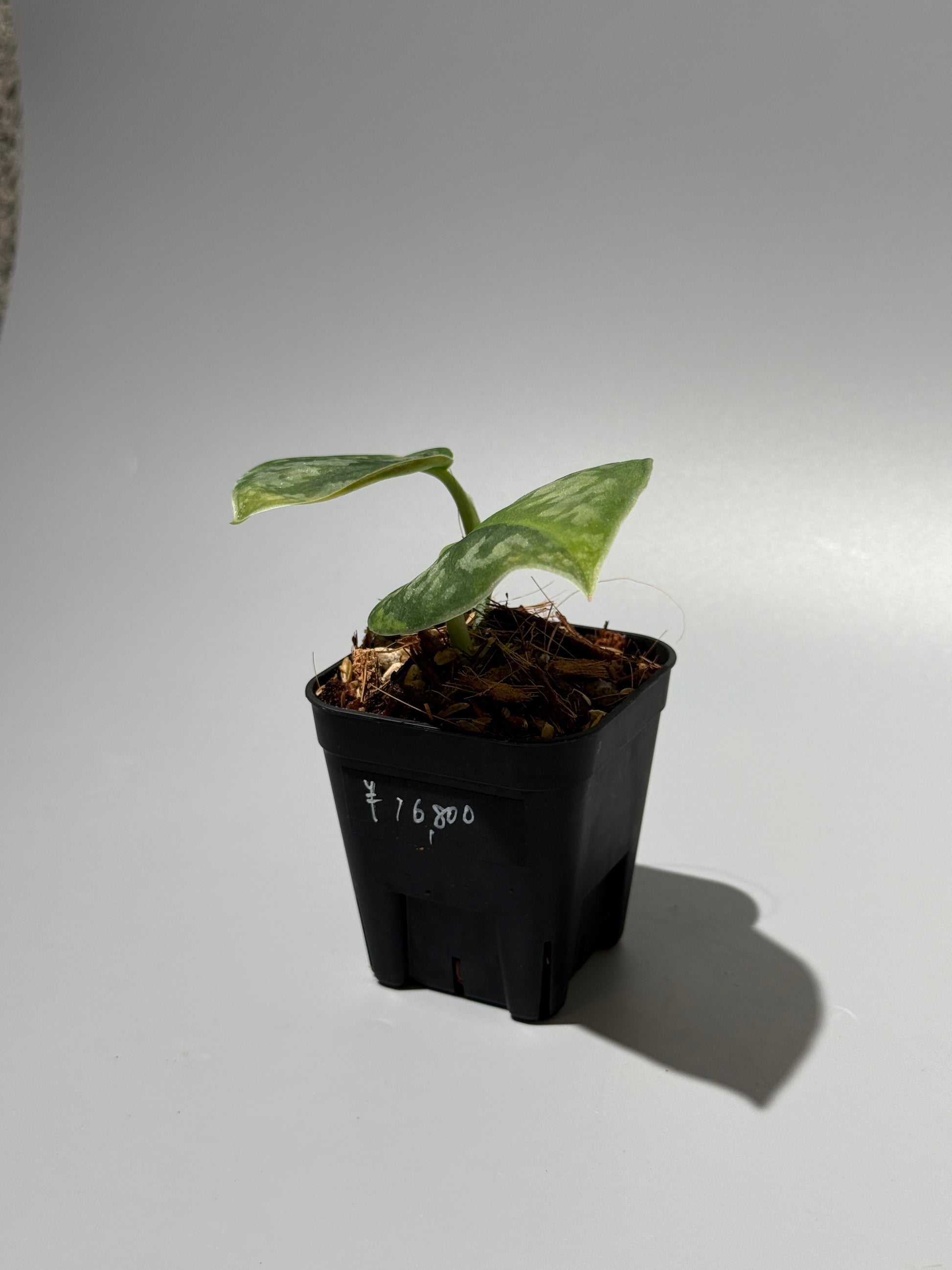 スキンダプサス グリーン エキゾチカ グリーオングリーン Sp.カプアス / Scindapsus Exotica GOG Sp.Kapuas (1)