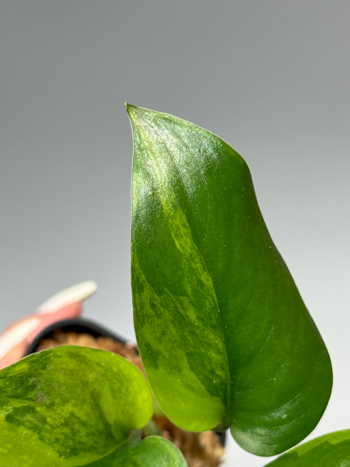スキンダプサス エキゾチカ イエロームーン  / Scindapsus Exotica yellow moon (1)
