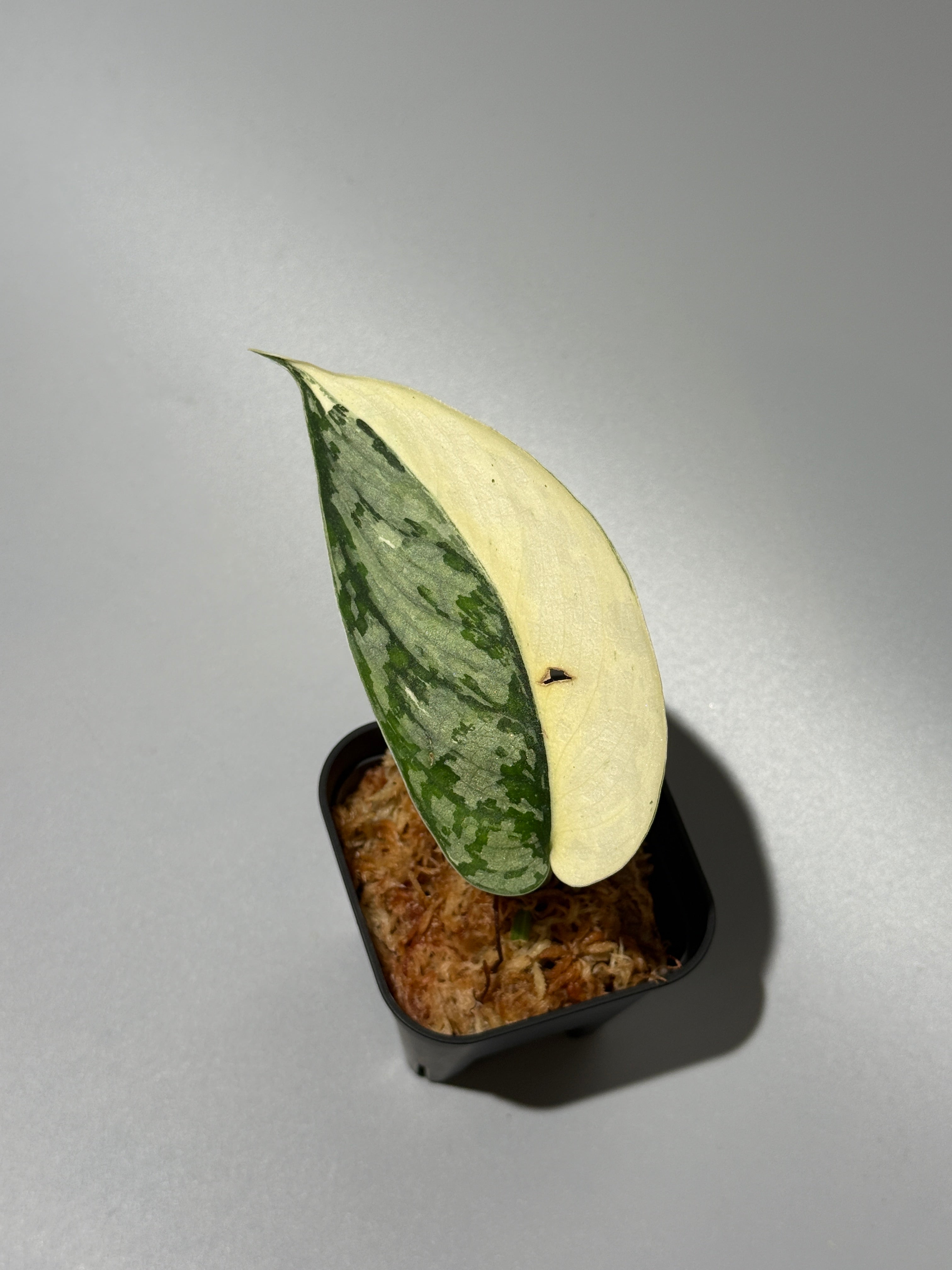 スキンダプサス マリポーサ / Scindapsus Mariposa(1) – Nakayama-Plants