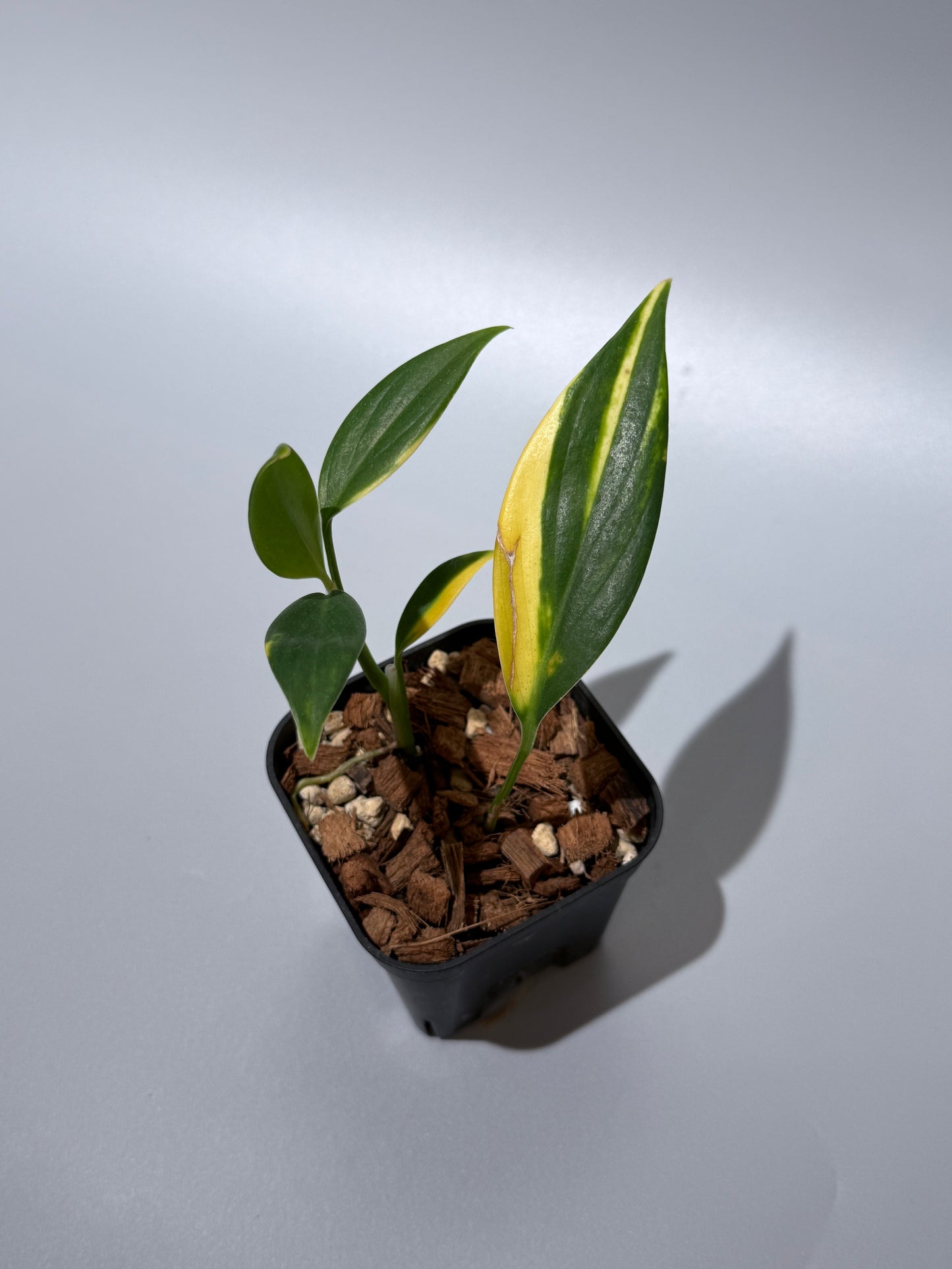 スキンダプサス コリアセウス イエロー / Scindapsus coriaceus yellow (2)