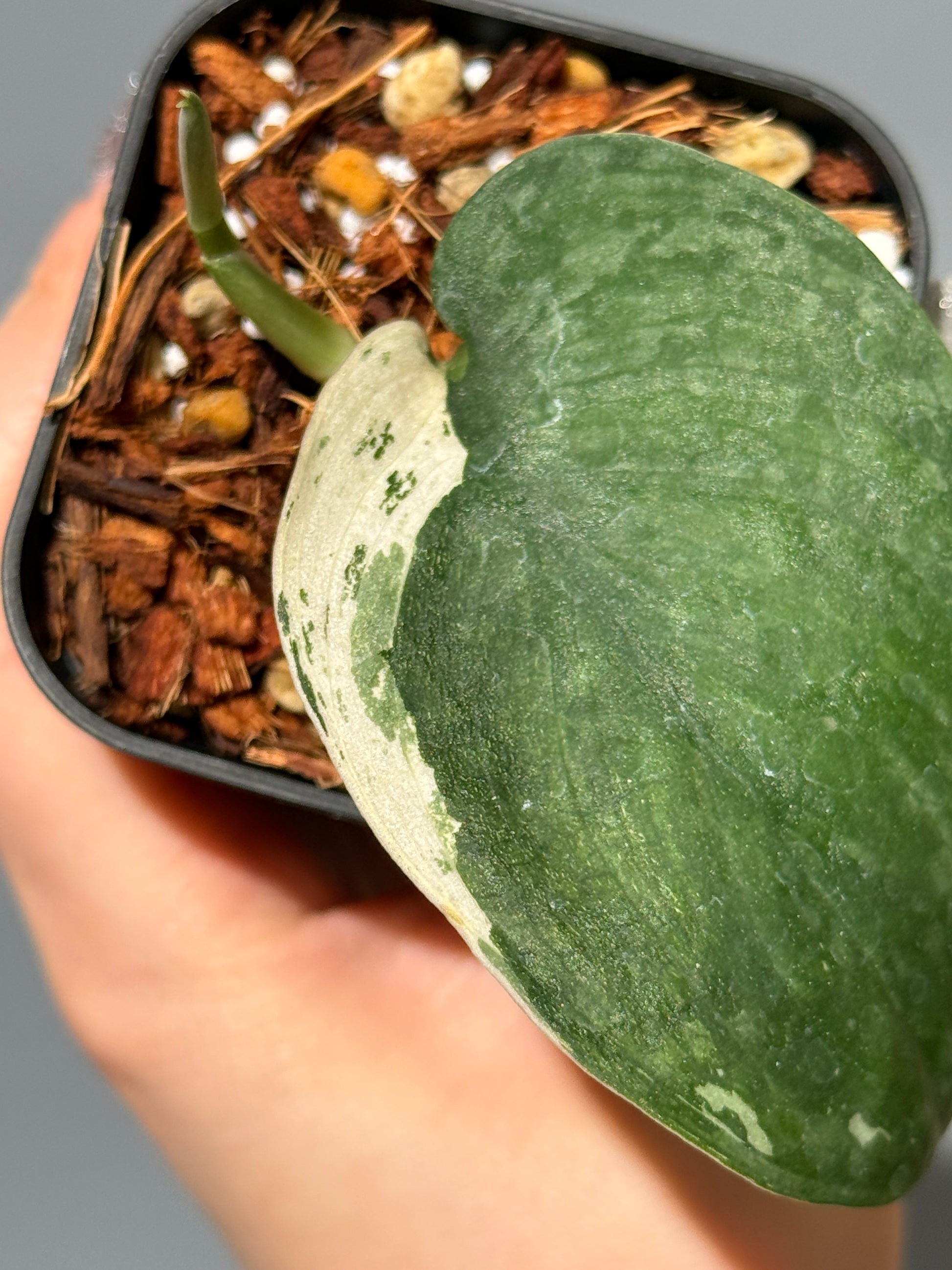 スキンダプサス サラマウント  / Scindapsus salamount   (1)