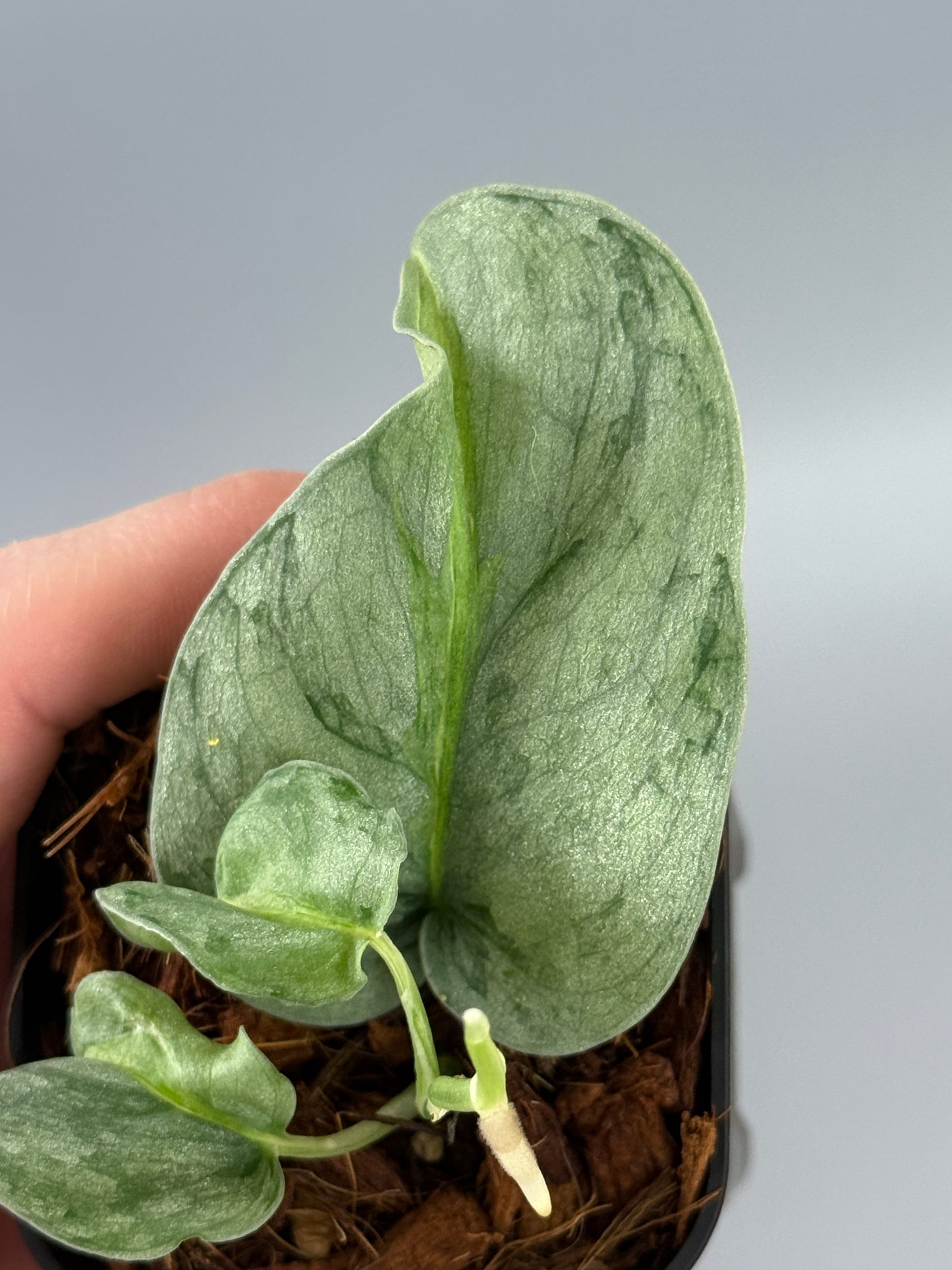 スキンダプサス ウィアード / Scindapsus Weirdo (2)