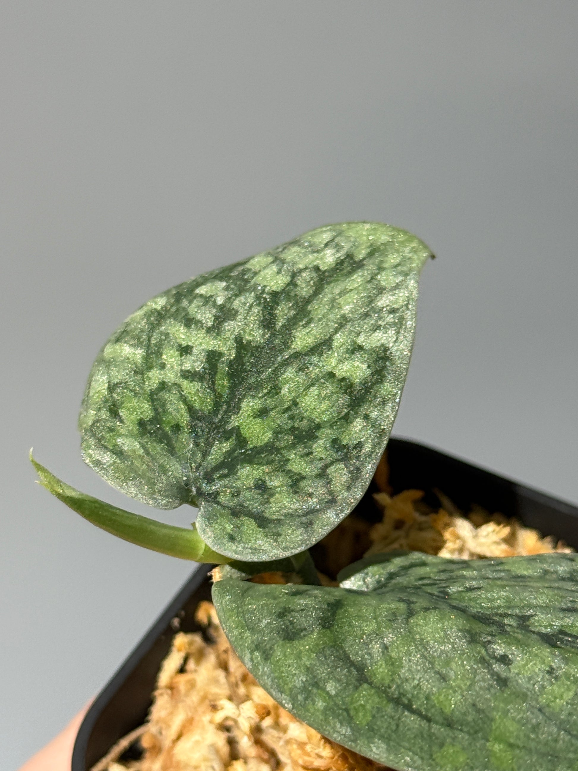 スキンダプサス スノーフレック ミューテーション  / Scindapsus snowfleck mutation (1)