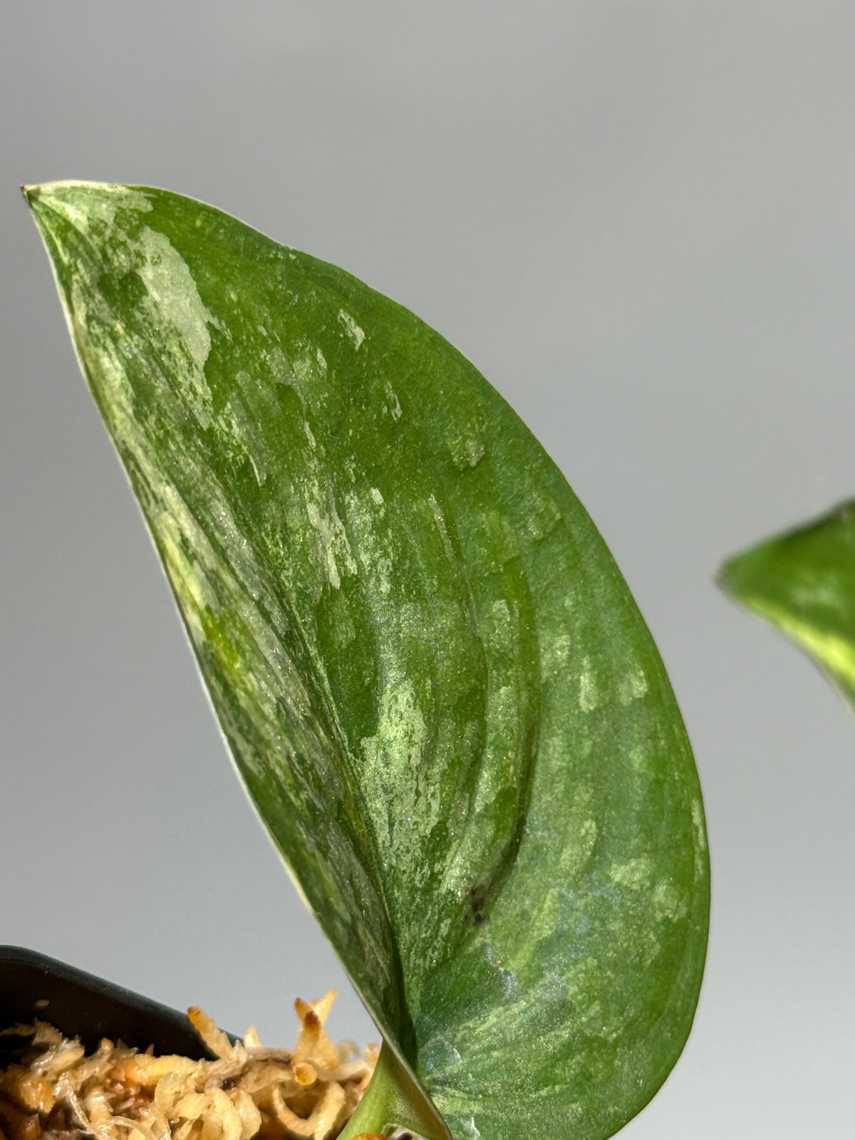 スキンダプサス エキゾチカ サラカ トリカラー  / Scindapsus Exotica salaka toricolor (1)
