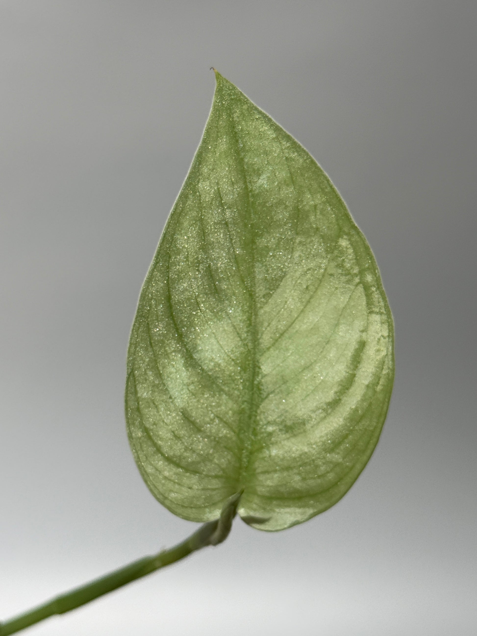 スキンダプサス グリーンベイン / Scindapsus Green vein (2)
