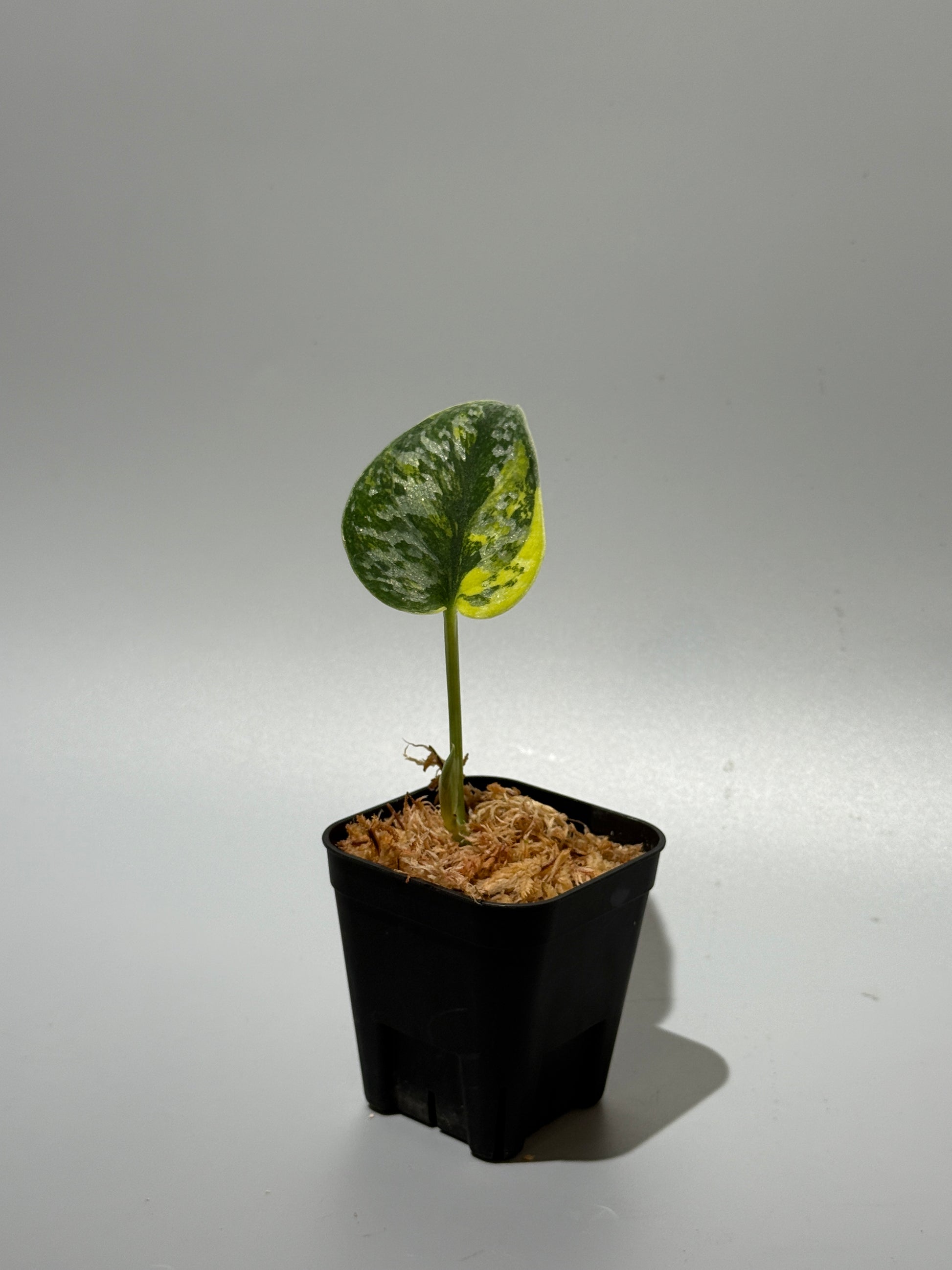スキンダプサス グリーン ダイヤモンド / Scindapsus Green diamond (1)