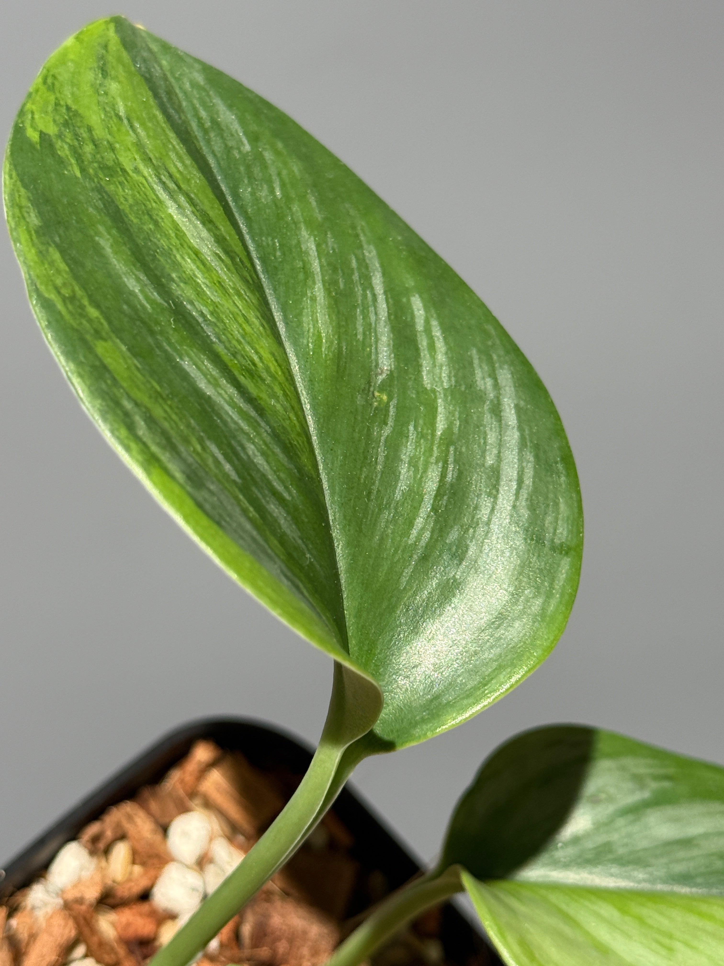 All Plants – Page 2 – Nakayama-Plants