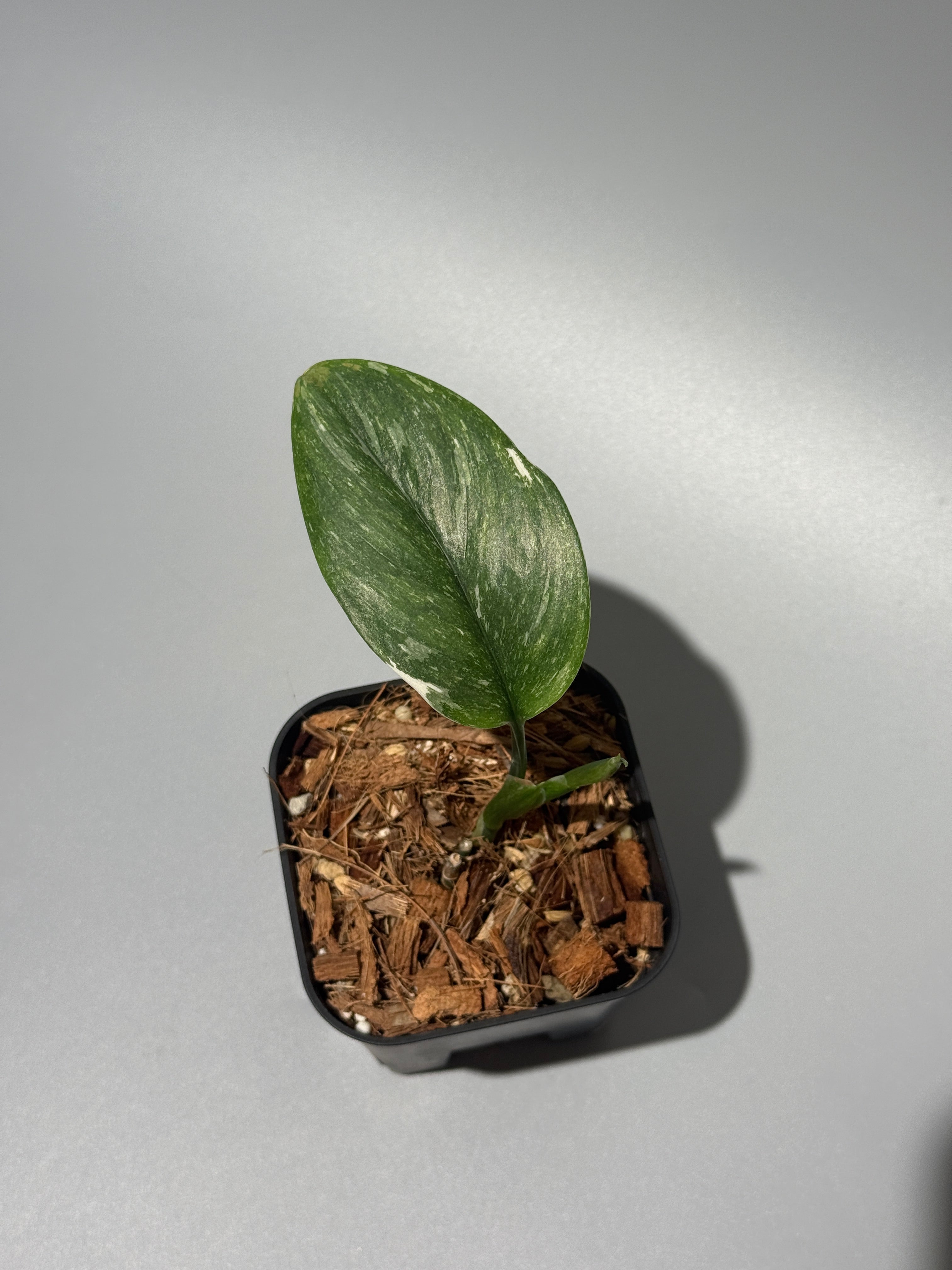 Nakayama Plants公式オンラインストア｜スキンダプサス専門店