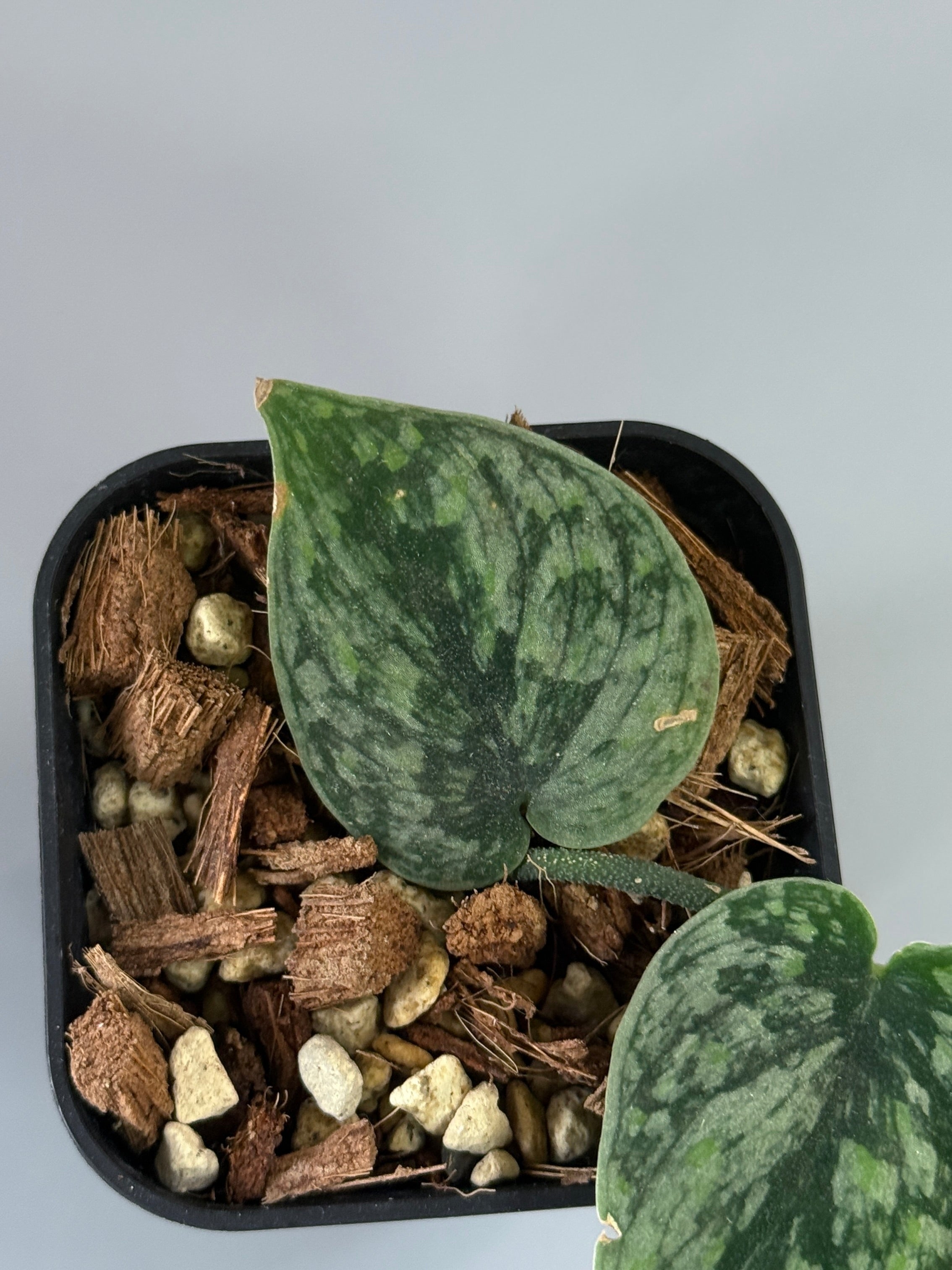 スキンダプサス スノーフレック ミューテーション / Scindapsus