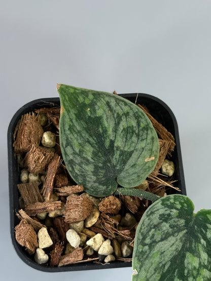 スキンダプサス スノーフレック ミューテーション  / Scindapsus snowfleck mutation (1)