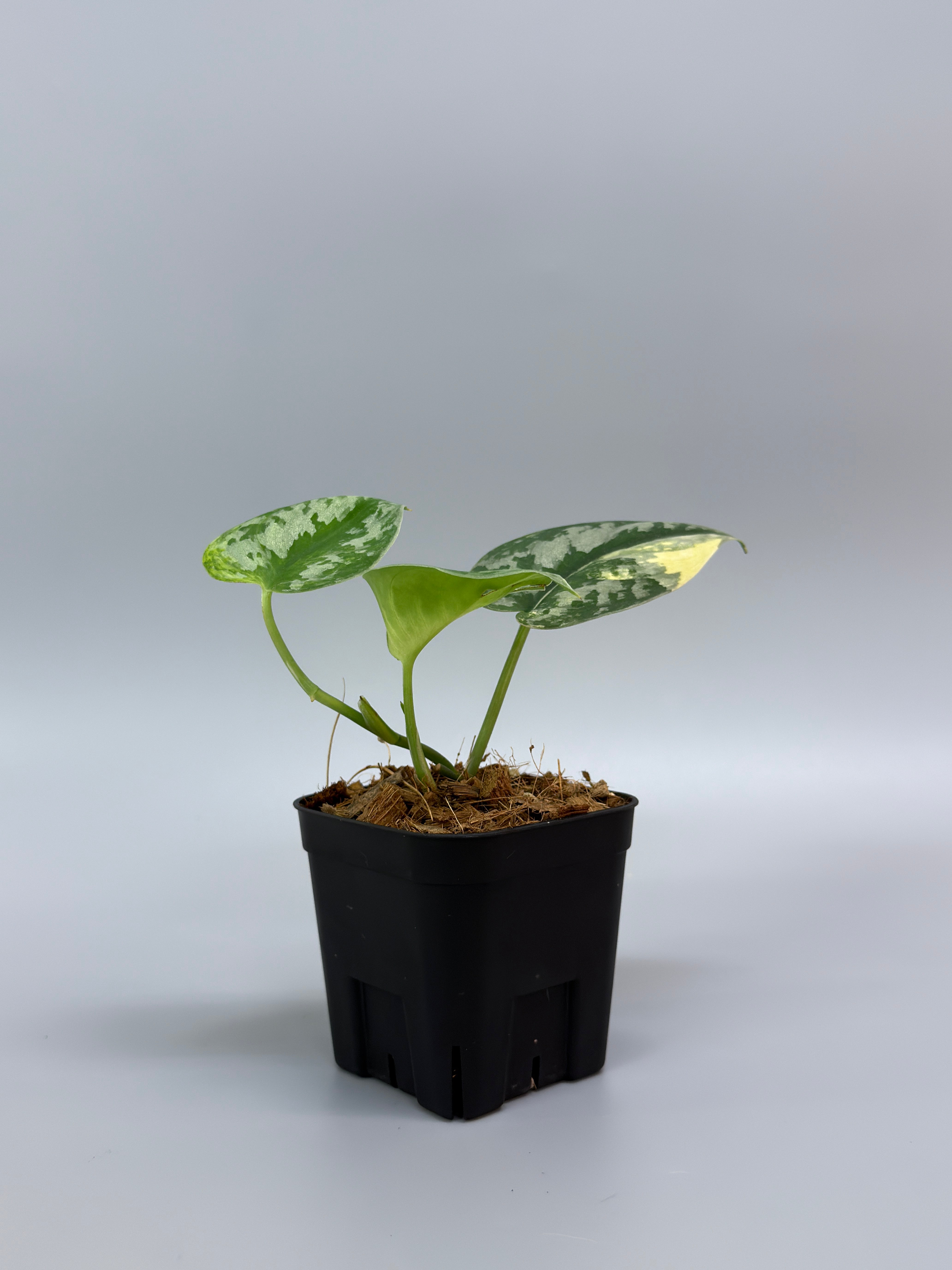 スキンダプサス バクダパティ / Scindapsus bakudapati (3) – Nakayama