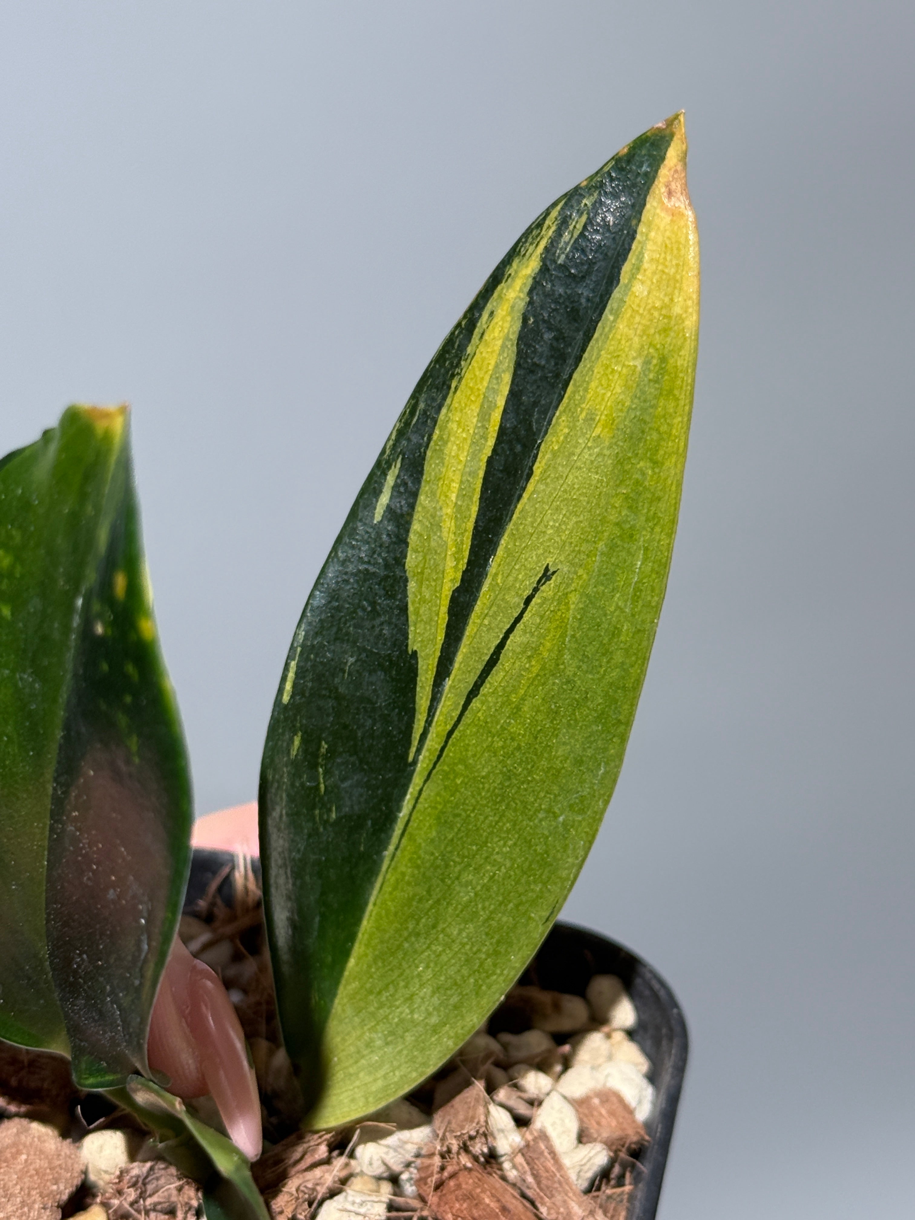 スキンダプサス トゥワイライト / Scindapsus Twilight (2) – Nakayama