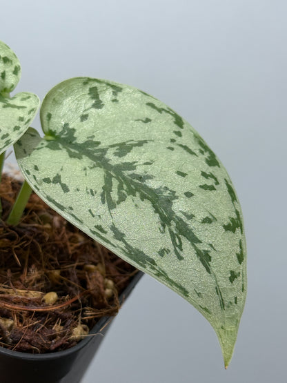 スキンダプサス シルバーレディ / Scindapsus silver lady (4)