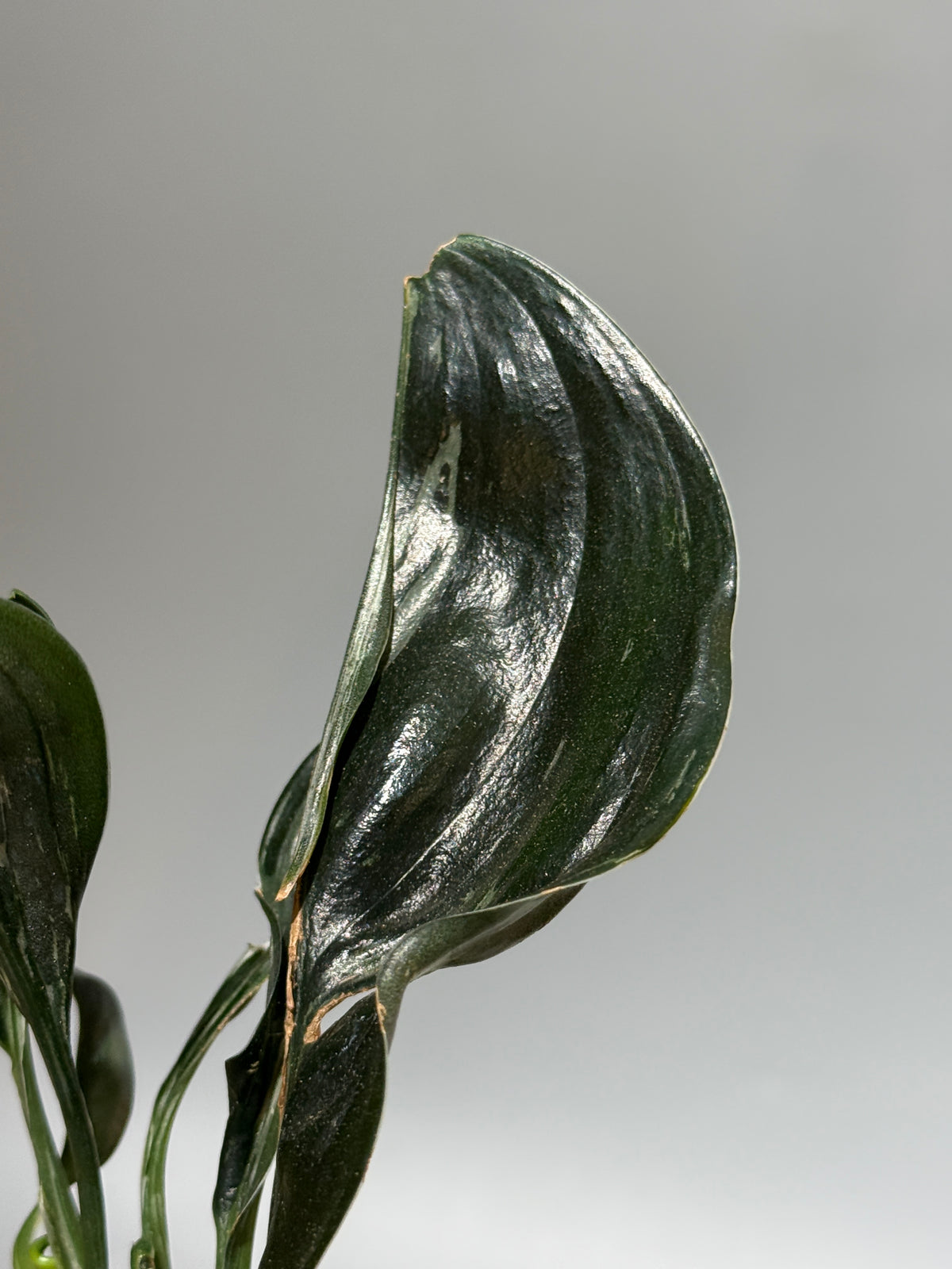 スキンダプサス トレビー ダークフォーム ミューテーション/Scindapsus Treubii darkform mutation (1)