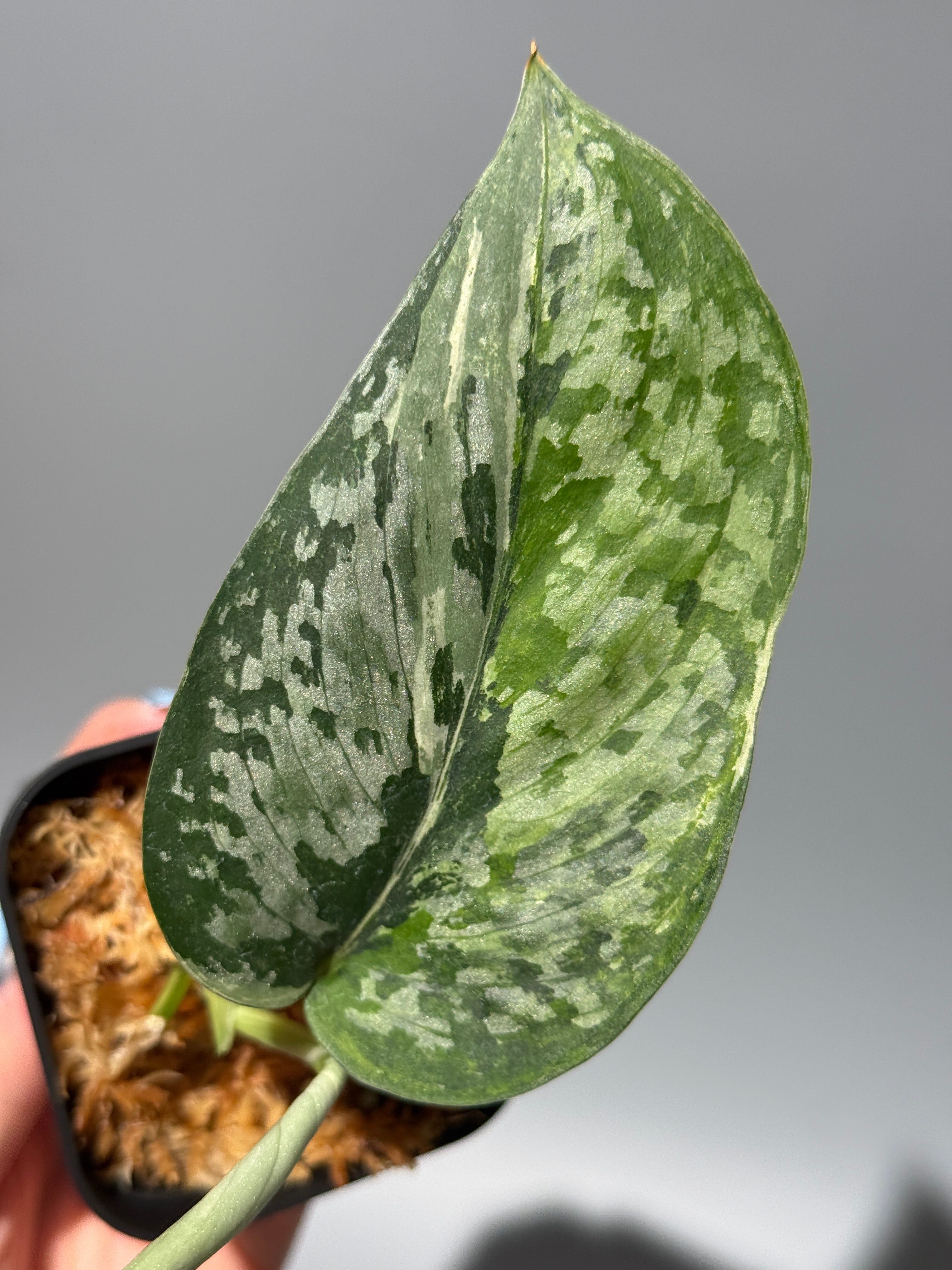 All Plants – Nakayama-Plants