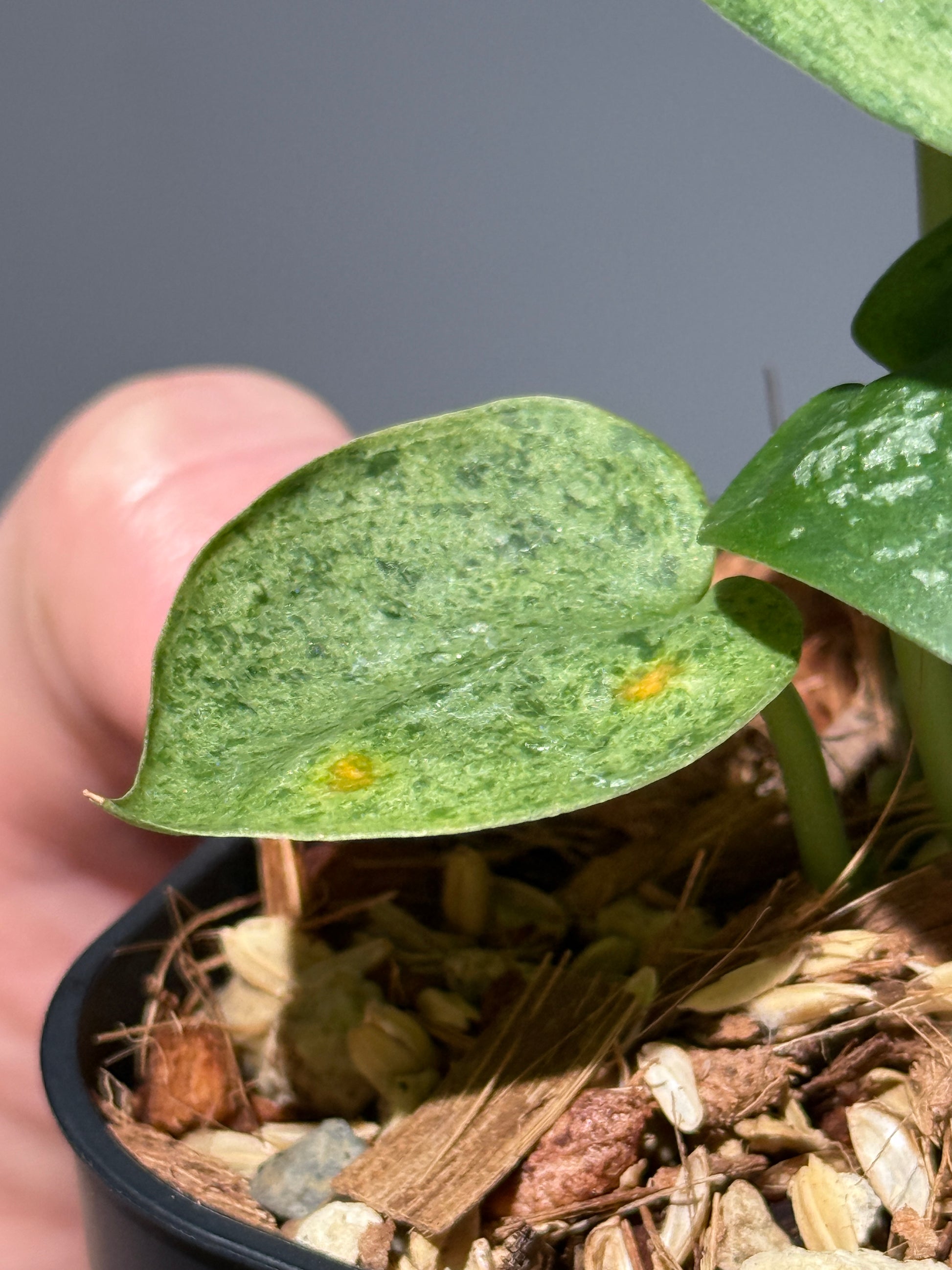 スキンダプサス モヒート / Scindapsus Mojito (1)