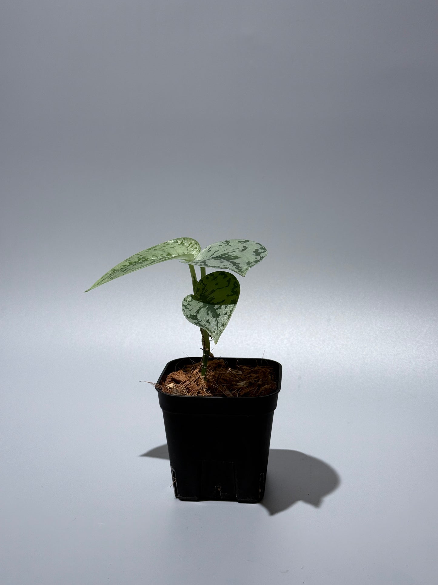 スキンダプサス シルバーレディ / Scindapsus silver lady (3)