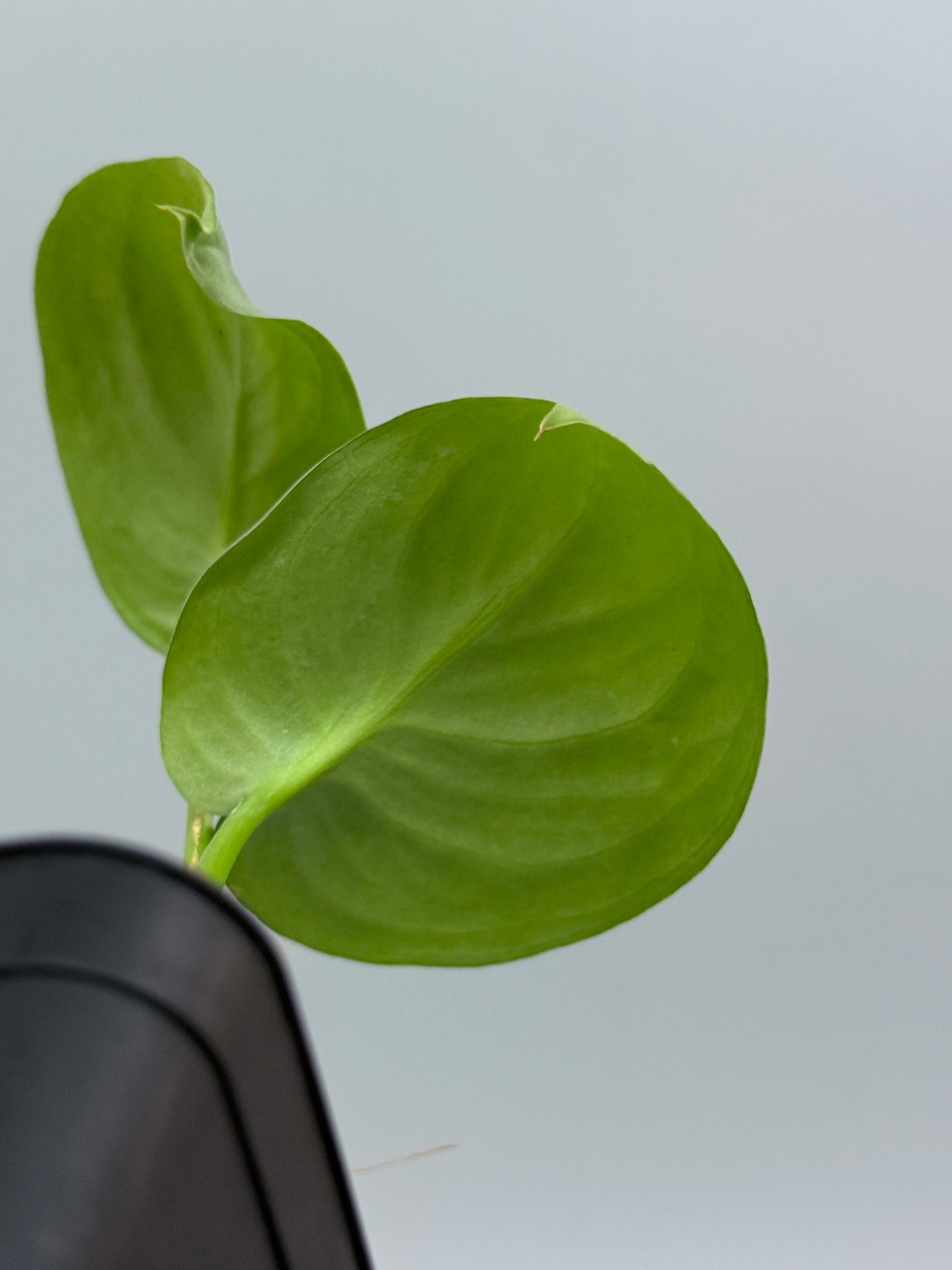 スキンダプサス sp.ジャンビ / Scindapsus sp.jambi (2)